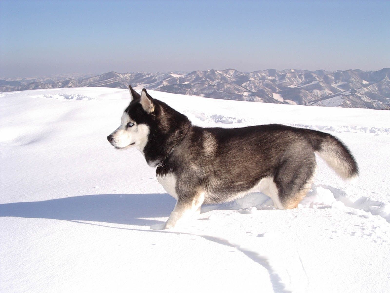 snow, animals, dogs, husky, Siberian husky, siberian husky winter dogs, huskies wallpaper