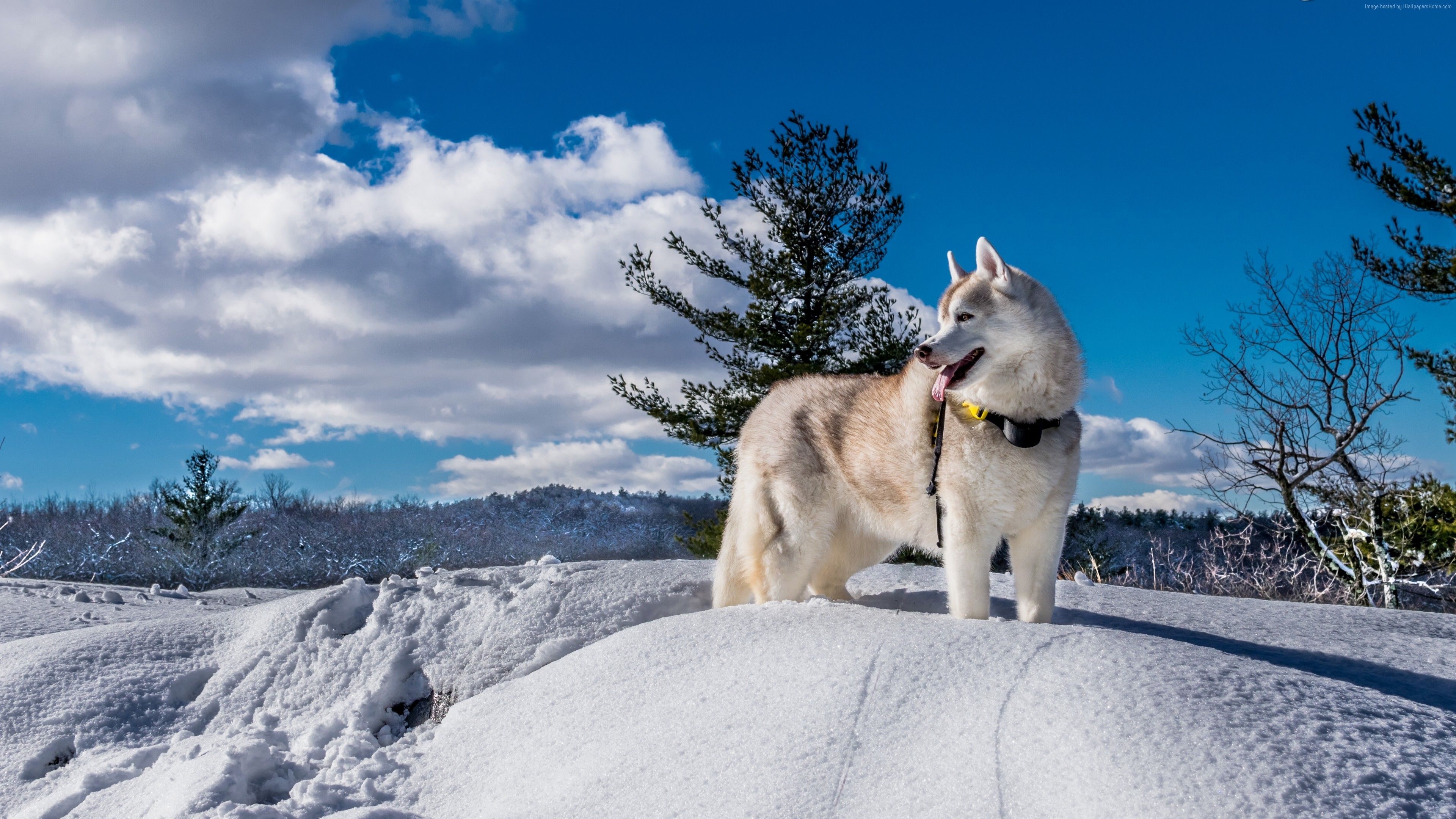 Wallpaper dog, husky, cute animals, snow, winter, 5k, Animals