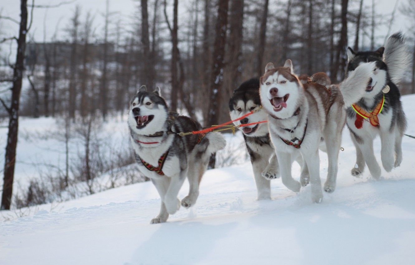 Wallpaper winter, dogs, husky image for desktop, section собаки