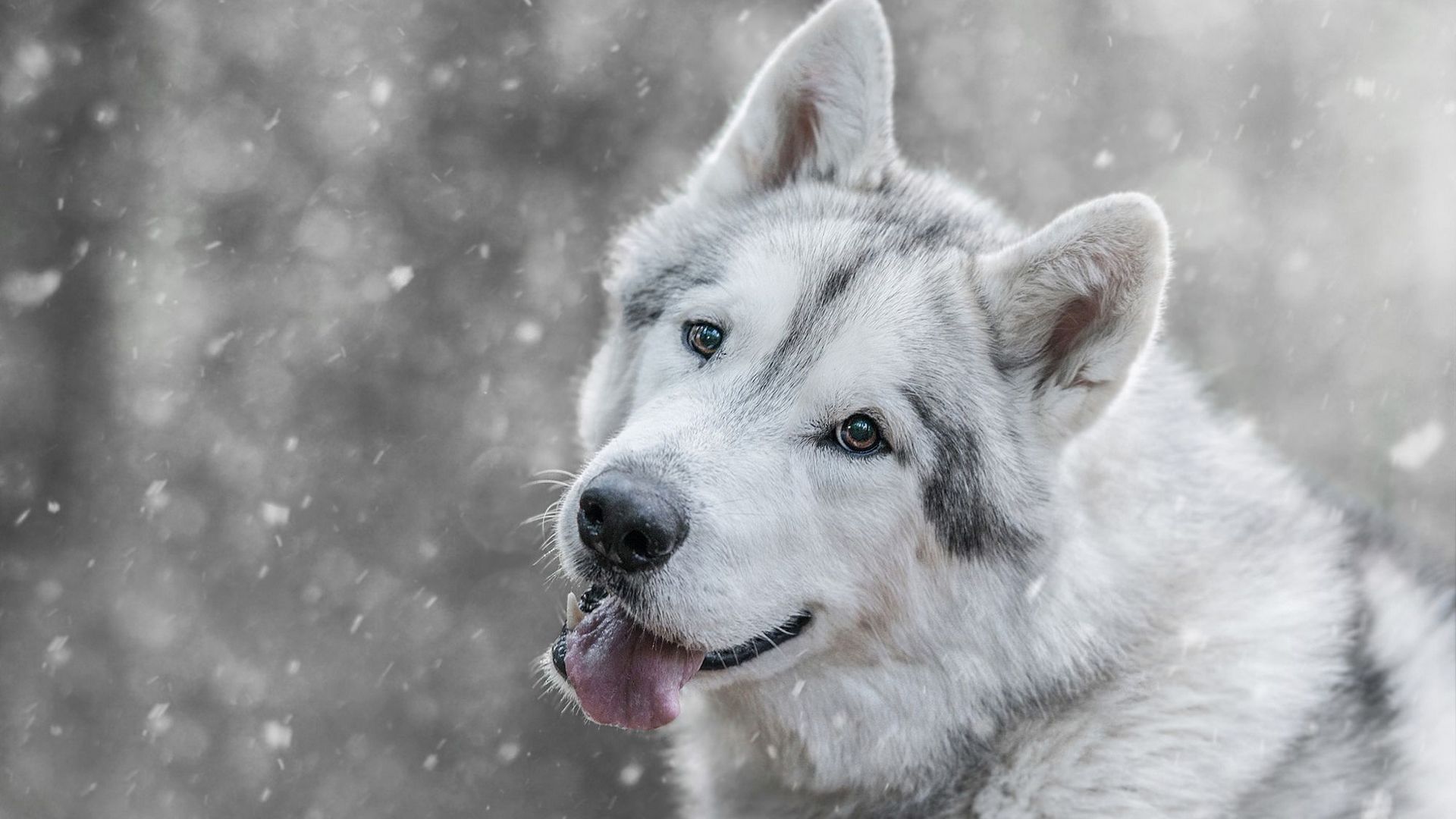 snow, caine, white, dog, animal, winter, husky. Dogs, Husky, Animals