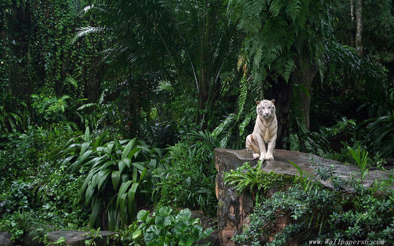 Forest Animal Wallpaper