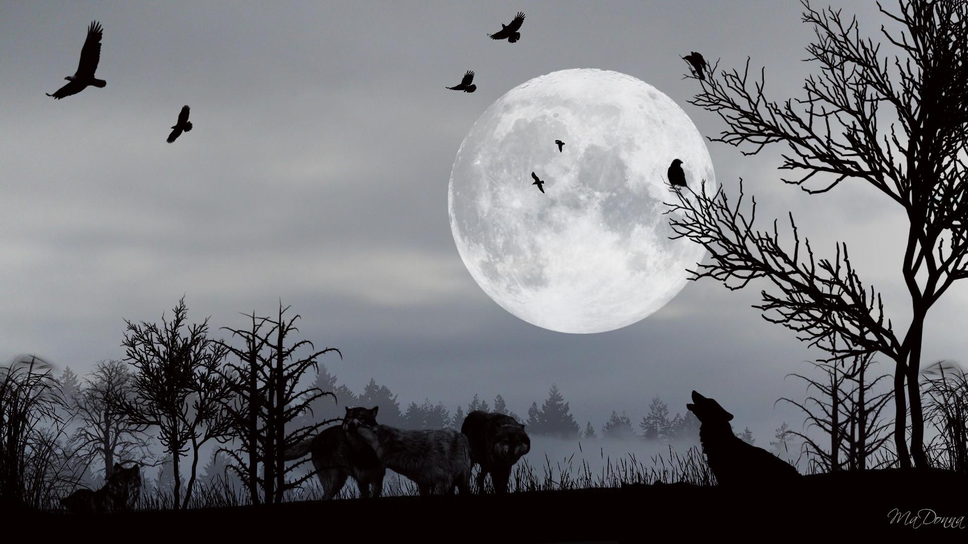 Download 1920x1080 Wolves Enchantment wallpaper