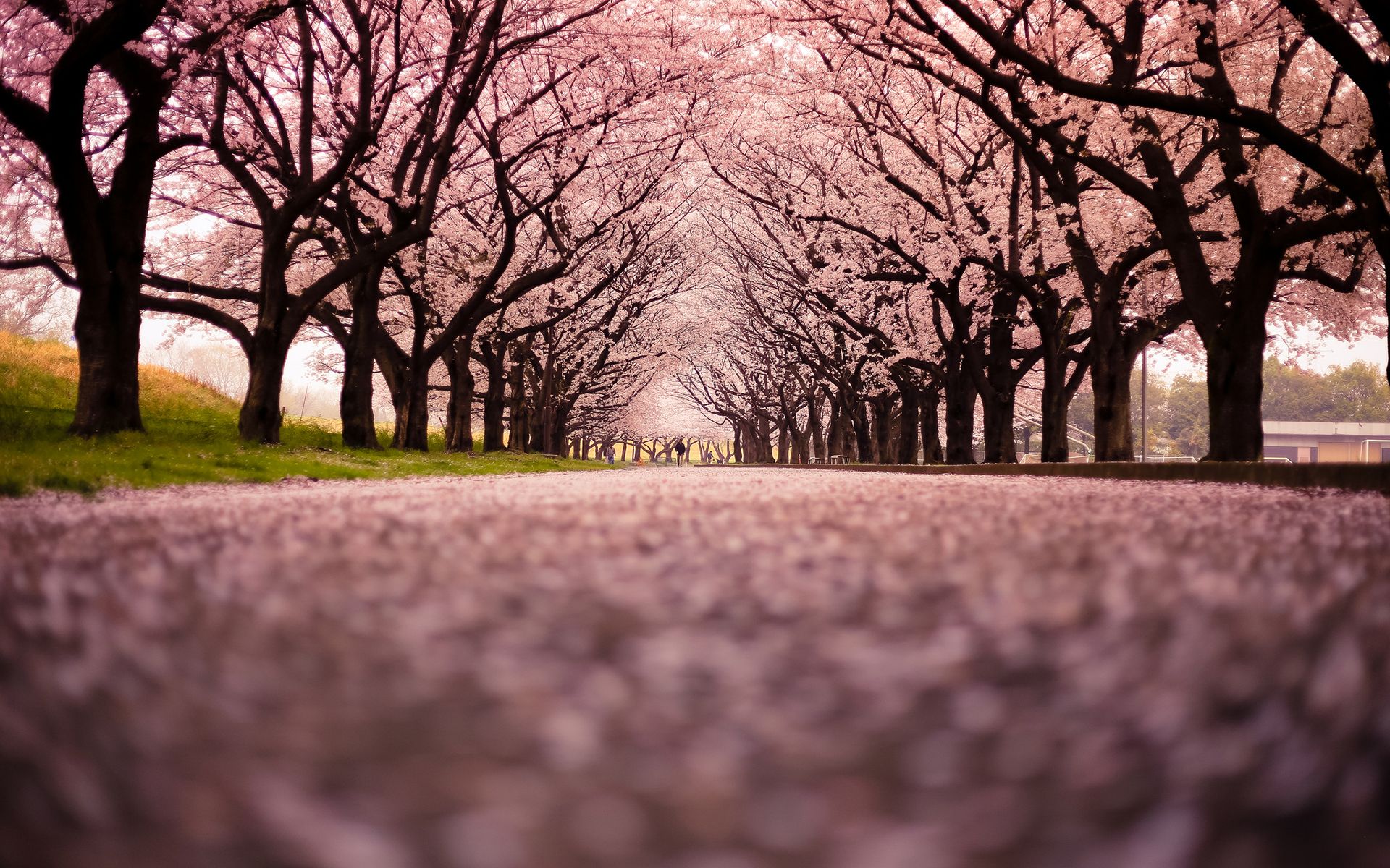 cherry, Blossom, Flowers, Tree, Path, Trail Wallpaper HD / Desktop and Mobile Background