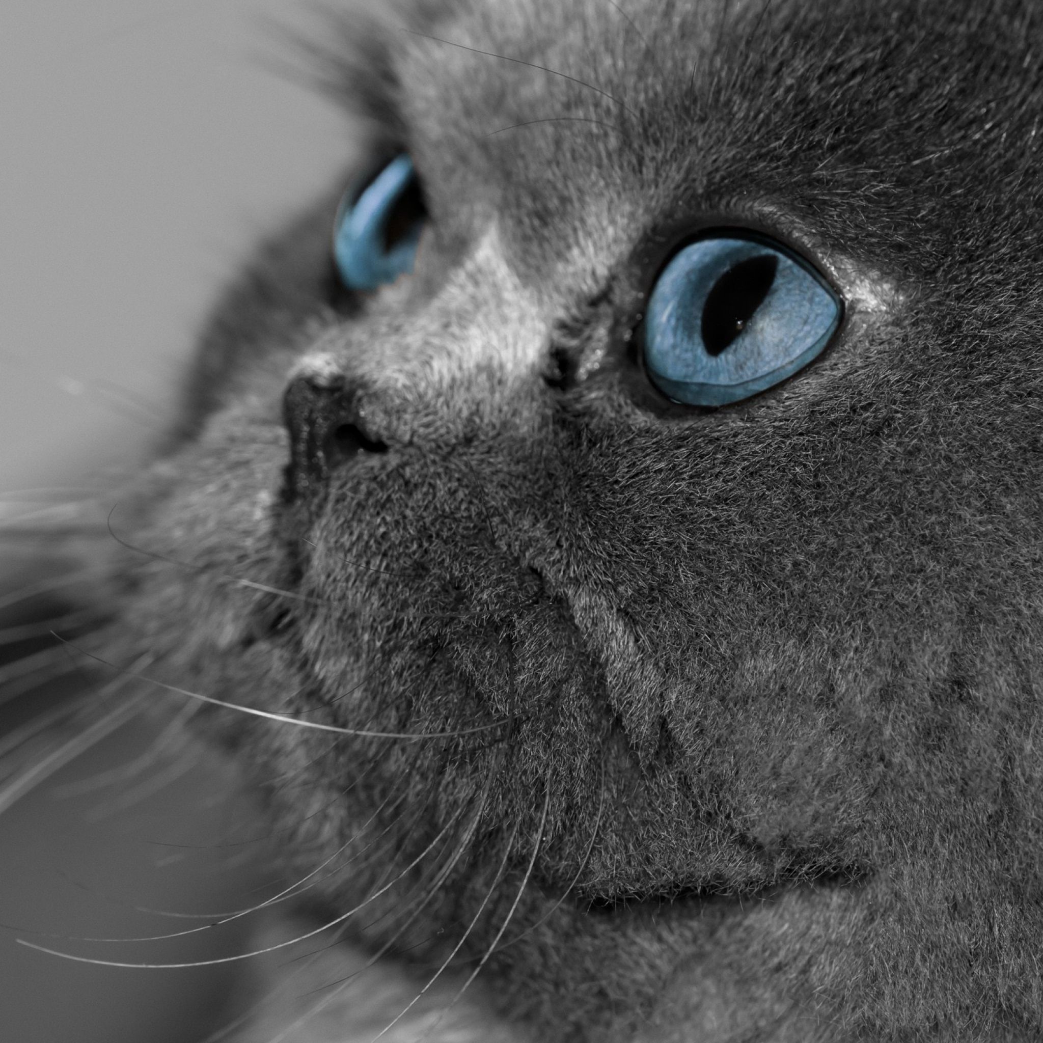 Download Wallpaper 2048x2048 Cat, Fluffy, Gray, Eyes, Blue eyes, Profile New iPad Air, iPad mini Retina H. Cat with blue eyes, Grey cat wallpaper, Grey cats