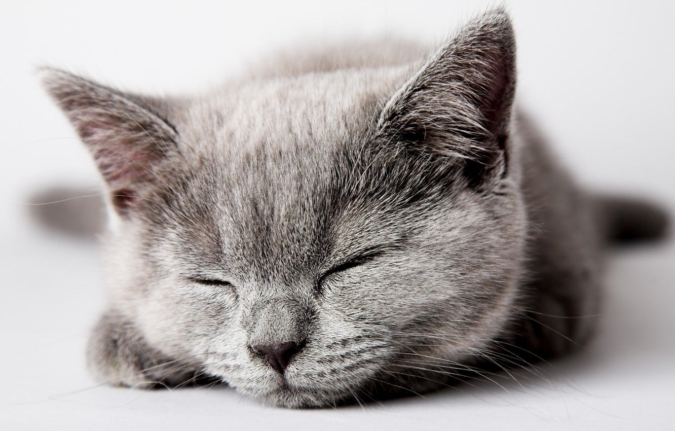 Wallpaper cat, cat, kitty, grey, sleeping, kitten, cat image for desktop, section кошки