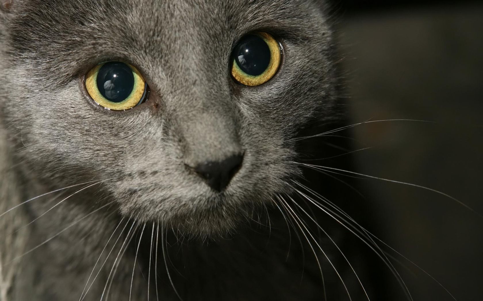 Grey Cat Wallpapers Wallpaper Cave