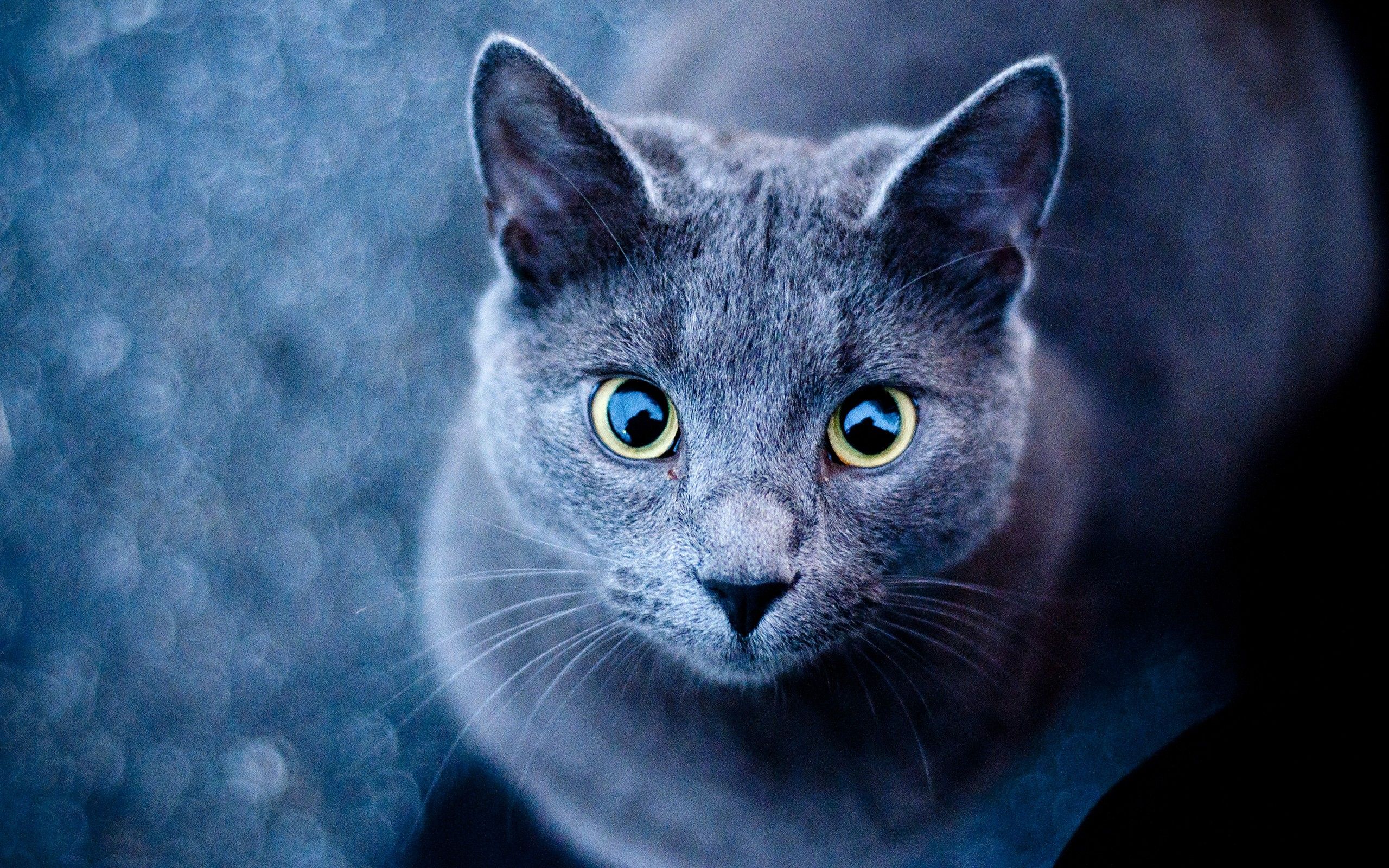 Blue Cat Green Eyes wallpaper. Blue Cat Green Eyes