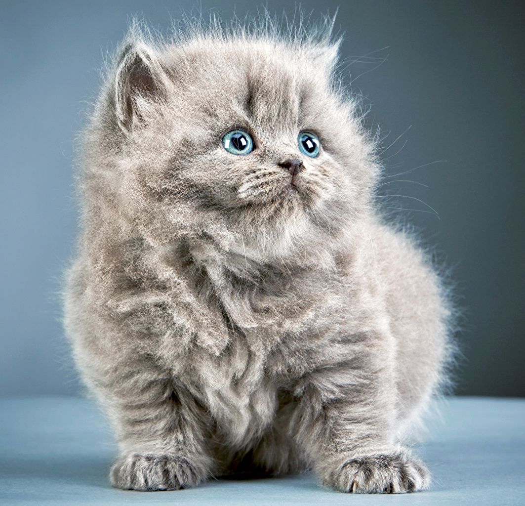Desktop Wallpaper kitty cat cat Grey Fluffy Glance animal