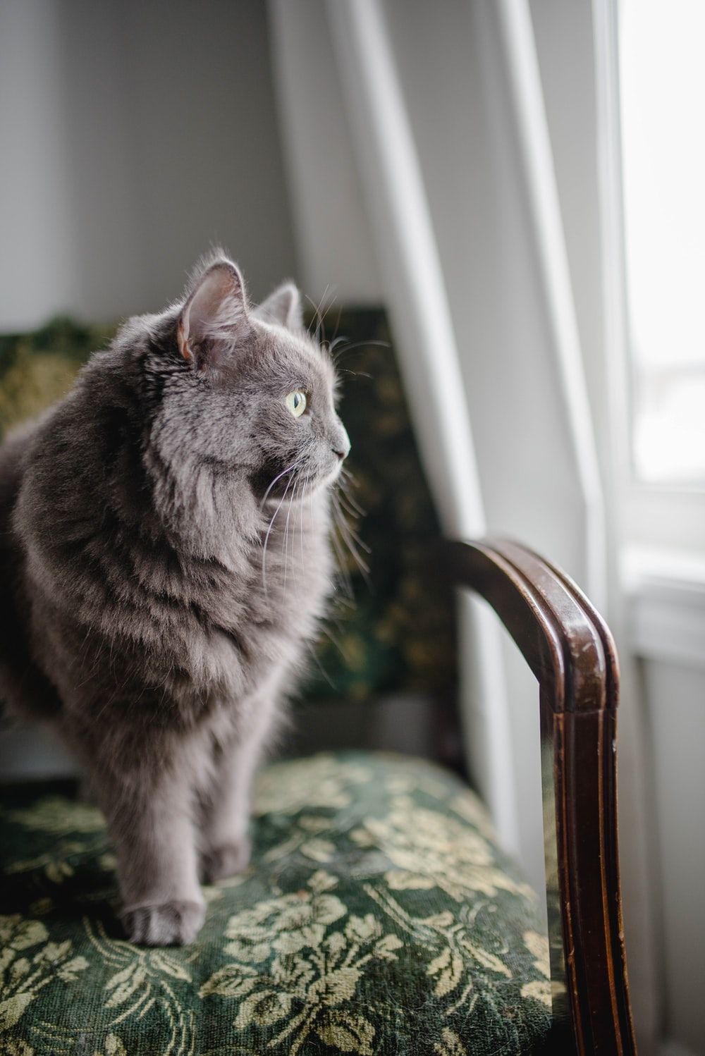 Grey Cat Picture. Download Free Image