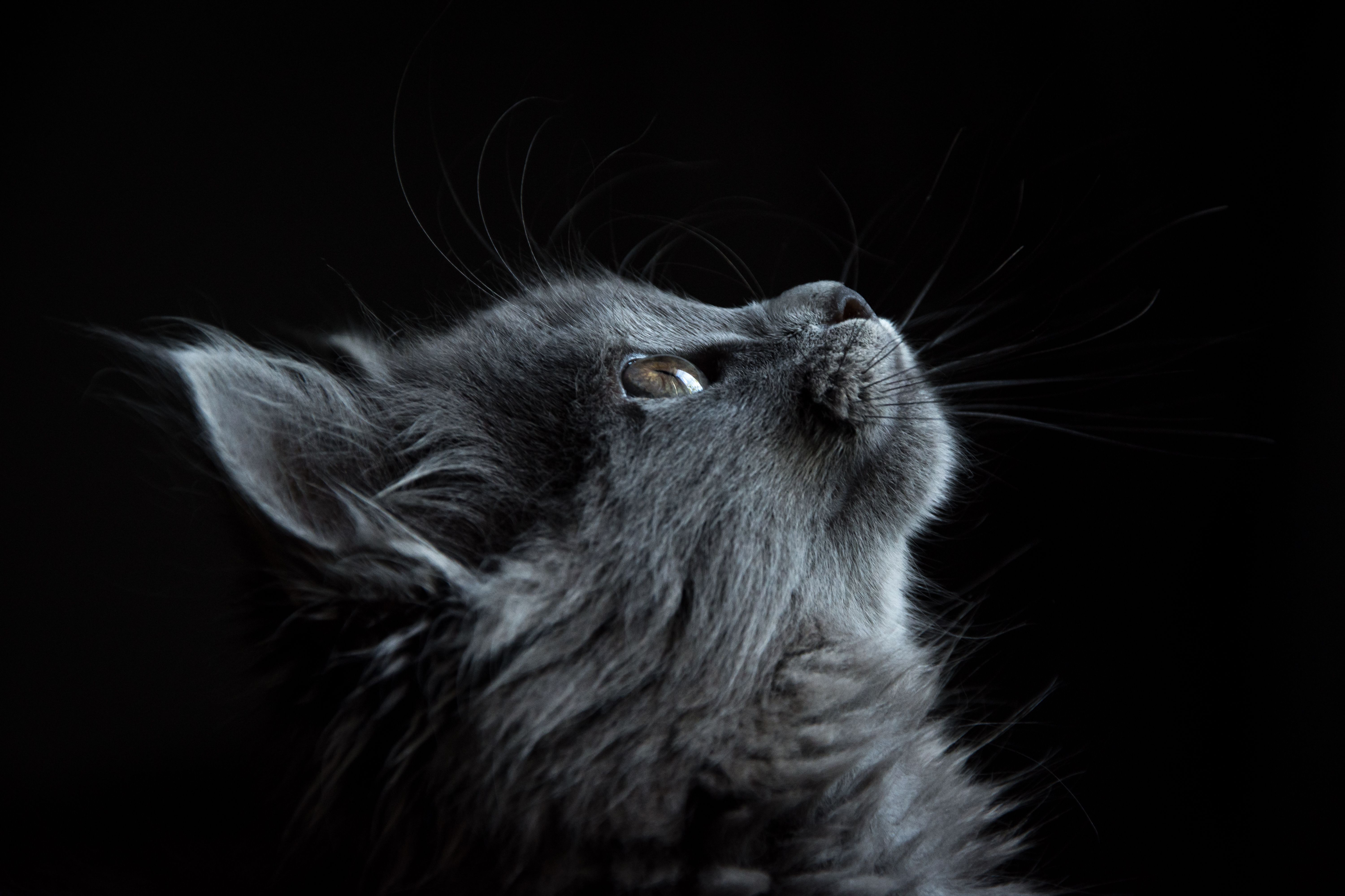 Photo of Gray Cat Looking Up Against Black Background · Free