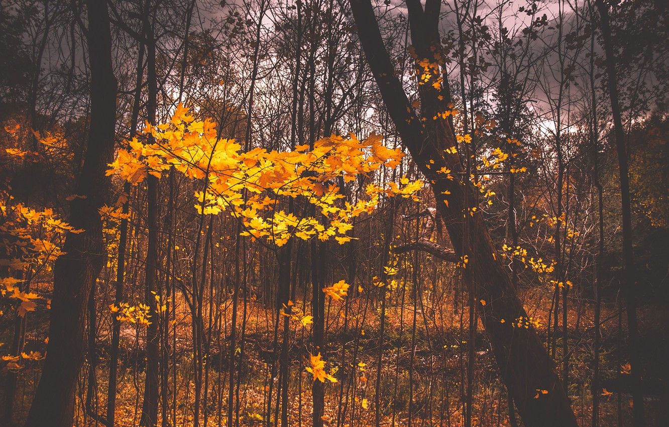 Wallpaper autumn, leaves, cloudy, woodland image for desktop, section природа
