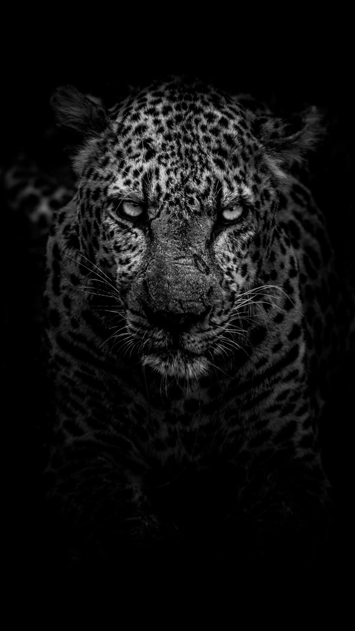 Leopard Dark Monochrome 5K, HD Animals Wallpaper Photo and Picture. Leopard wallpaper, Animal wallpaper, Tiger wallpaper