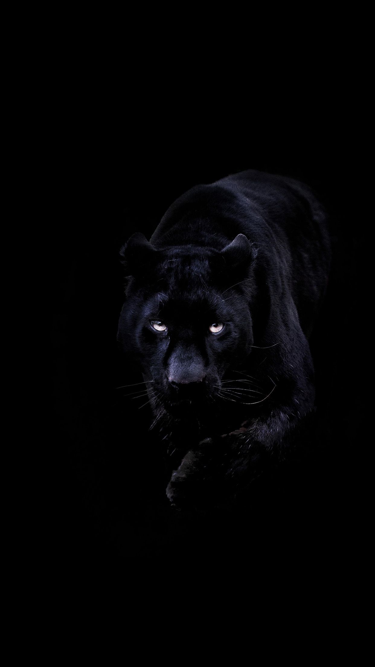 Animal Dark Black Pahter Art Illustration Wallpaper