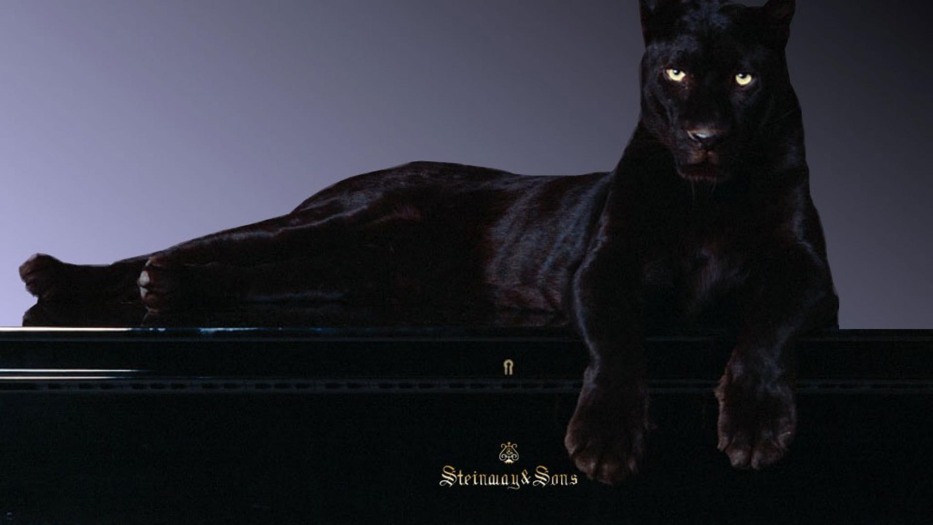 Dark Black Panther Animal Wallpaper 4k