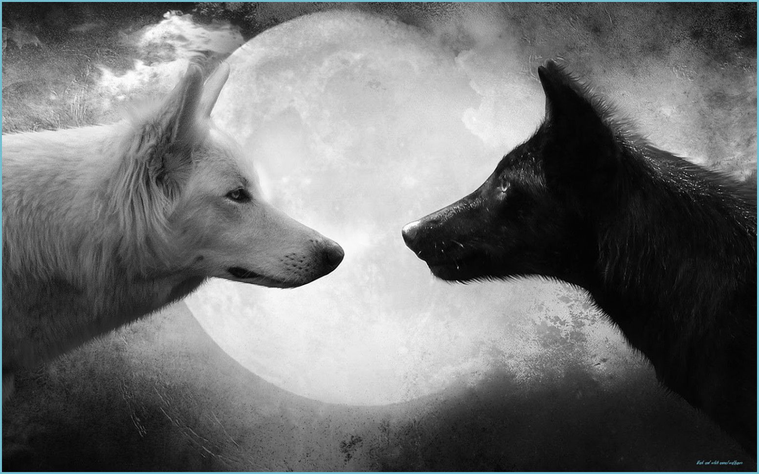 Black and White Wallpaper Animals HD Animals Wallpaper and white animal wallpaper