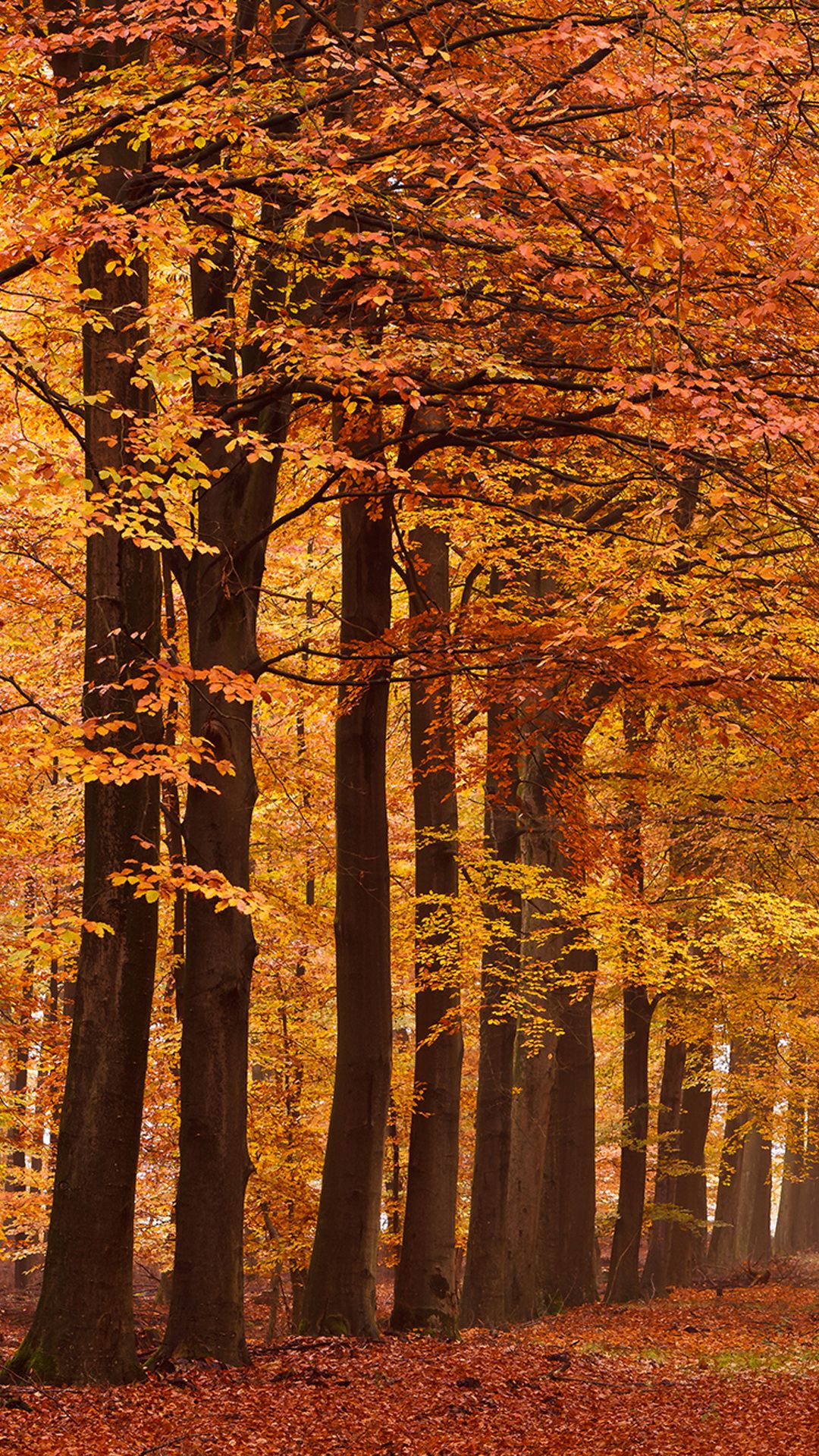 IPhone 6S Plus Autumn Wallpaper Quality Image And Transparent PNG Free Clipart