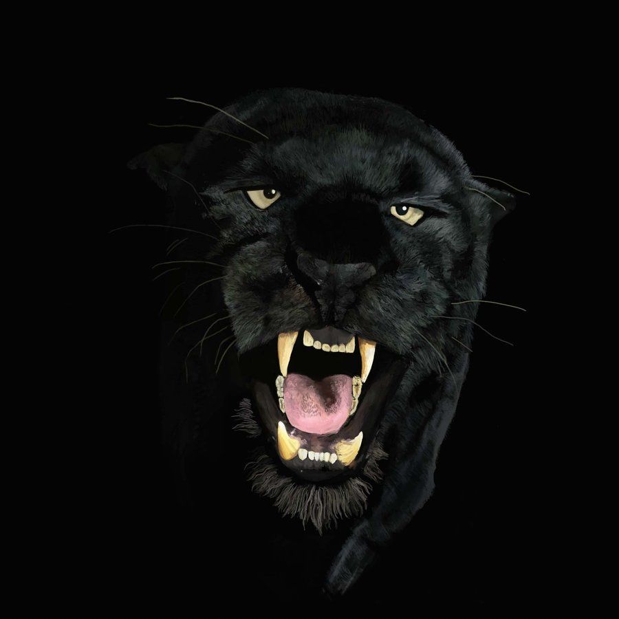 Angry Black Panther Animal Wallpaper Free Angry Black Panther Animal Background