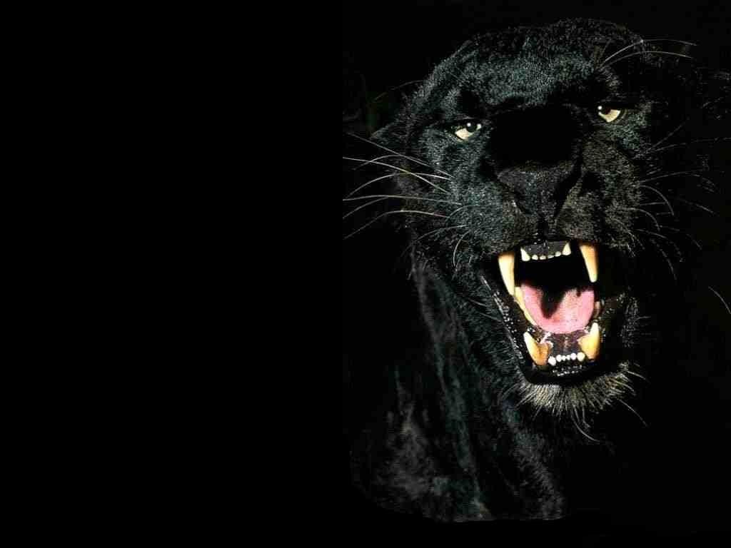 Panther Wallpaper Fresh Black Panther Animal Wallpaper for You of The Hudson