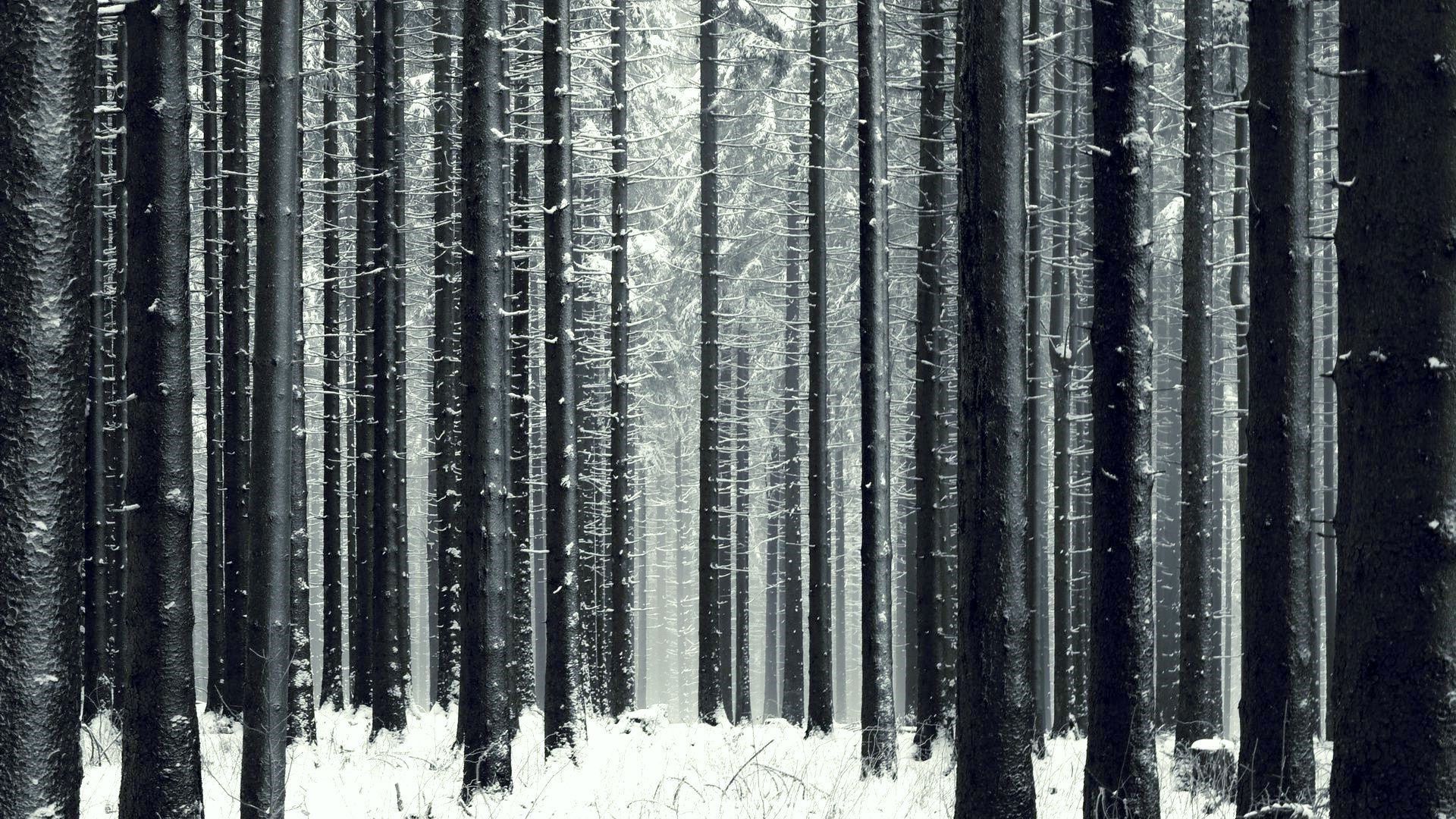 Slender winter forest Desktop wallpaper 1366x768