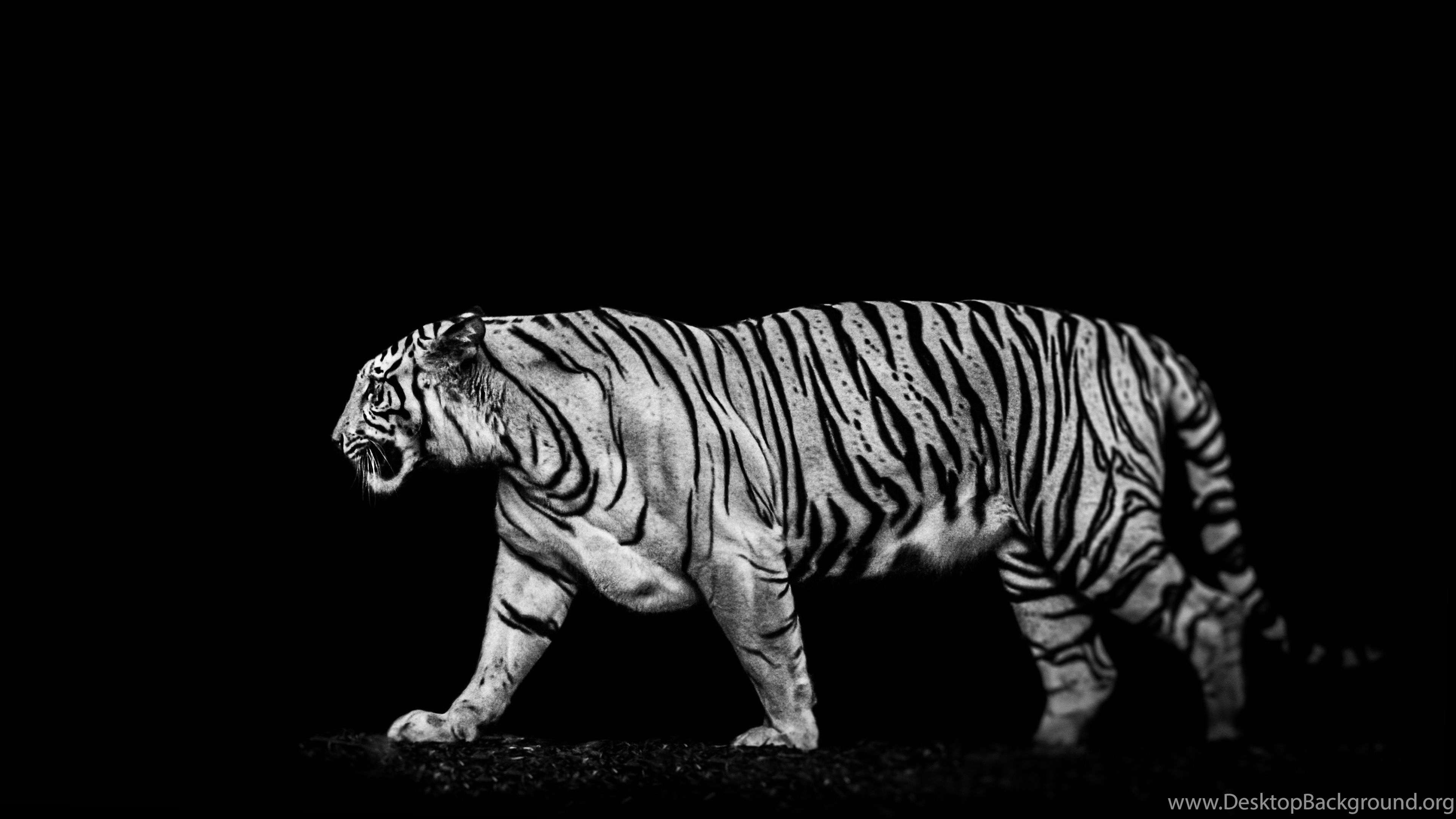 Black And White Tiger Wallpaper Image, Animal Wallpaper Kokean.com Desktop Background