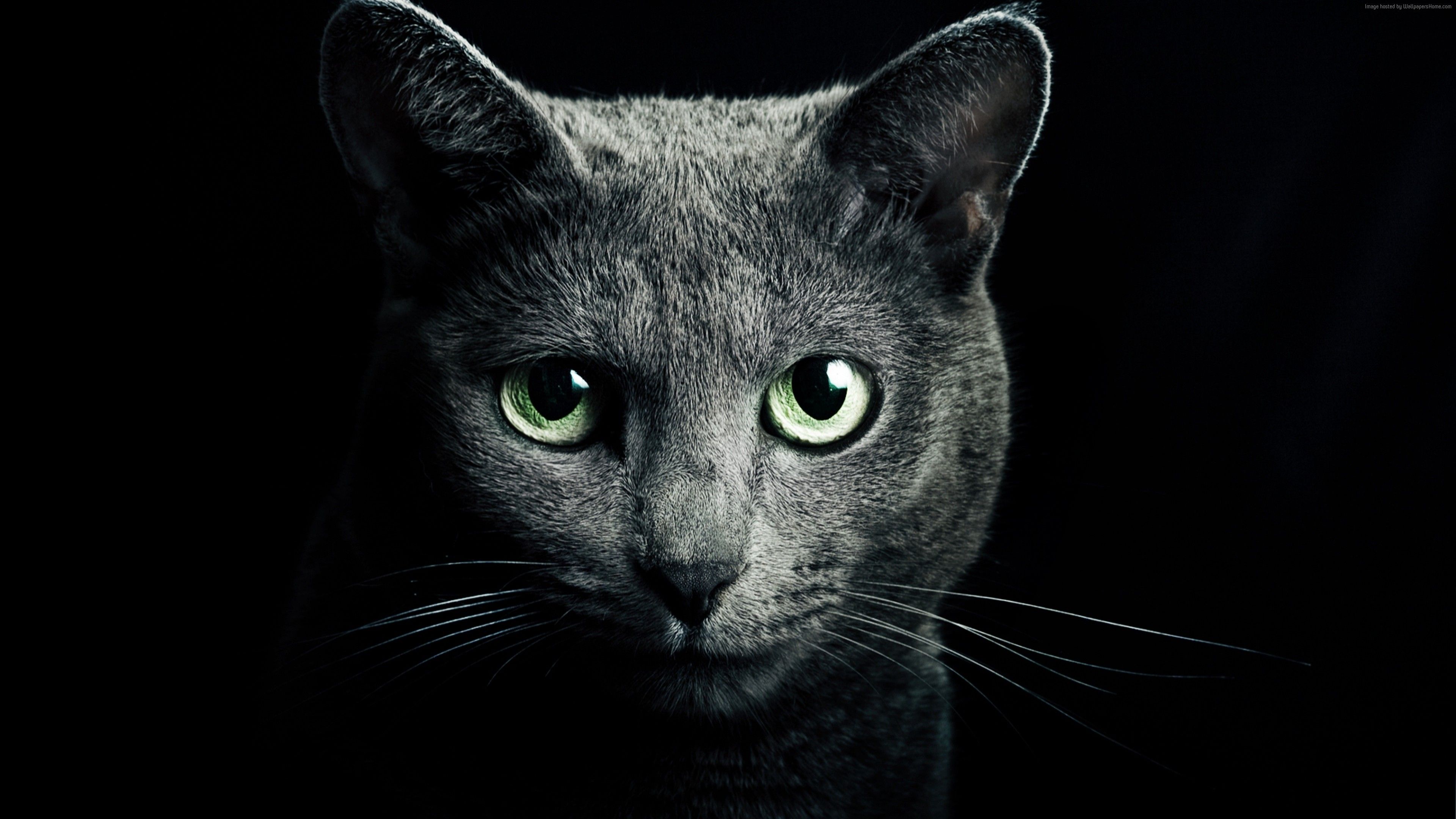 Wallpaper Kitty, kitten, cat, eyes, cute, black, Animals Wallpaper Download Resolution 4K Wallpaper