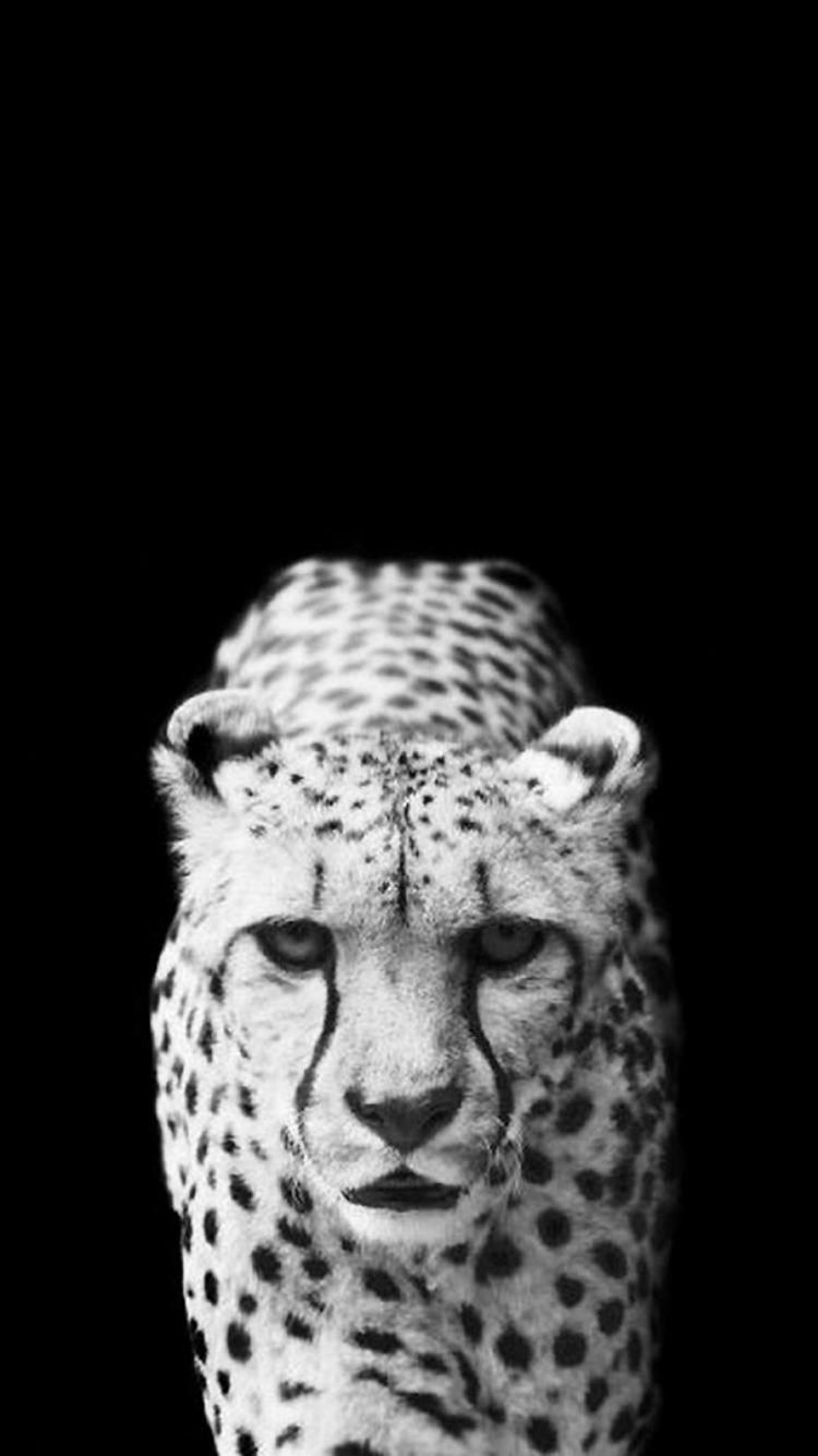 Cool Leopard Dark Animal Wallpaper iPhone 8 Wallpaper Free Download