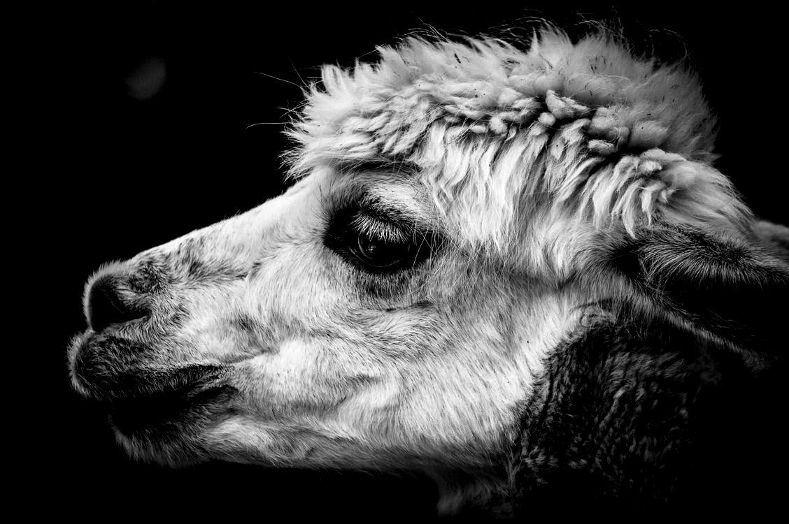 Cute Animal Wallpaper And White Photography Llama Wallpaper & Background Download