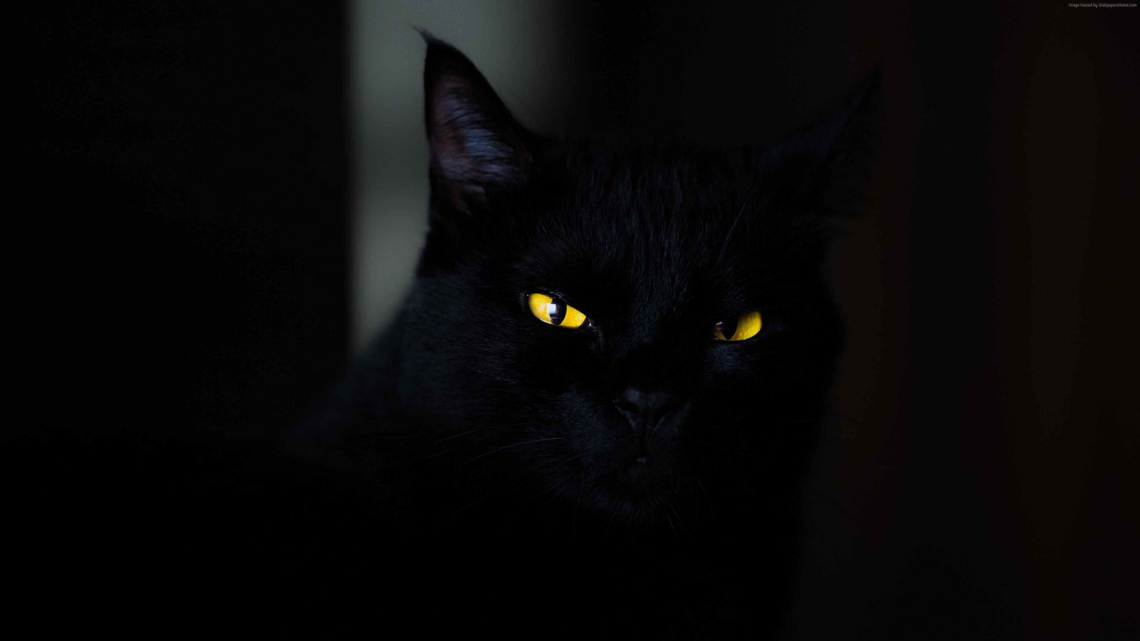 Wallpaper cat, black, yellow, eyes, 4K, Animals
