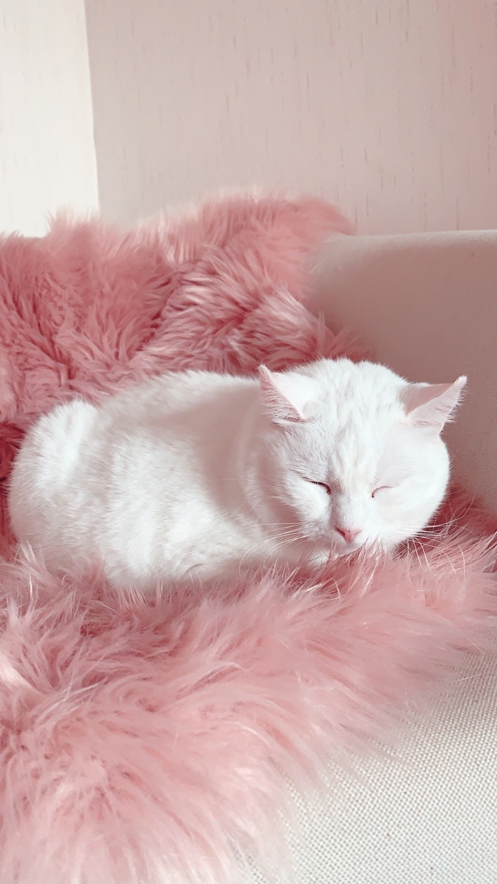1) Tumblr. Cat aesthetic, Cute baby cats, Pastel pink aesthetic