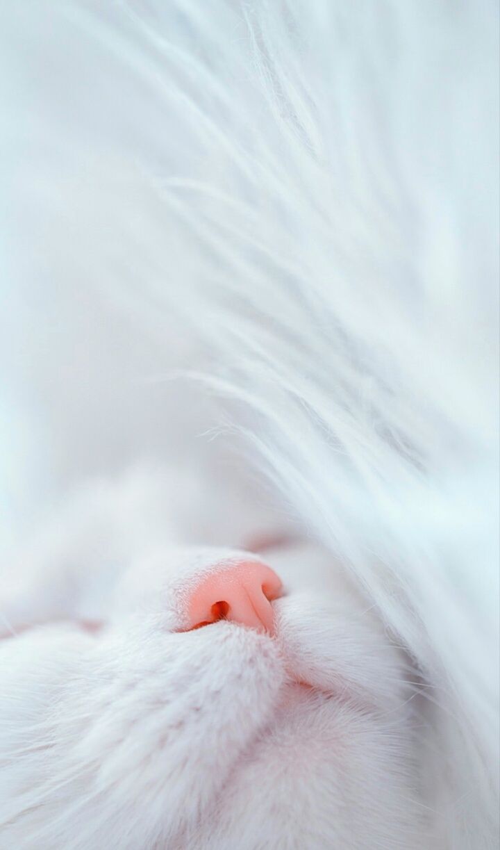 Passionately Pinned for {{YOU}} by JacquelineHyland and JacquiandScott. Come Follow Us So We Can Follow You!With M. Baby cats, Dog wallpaper iphone, Cat aesthetic