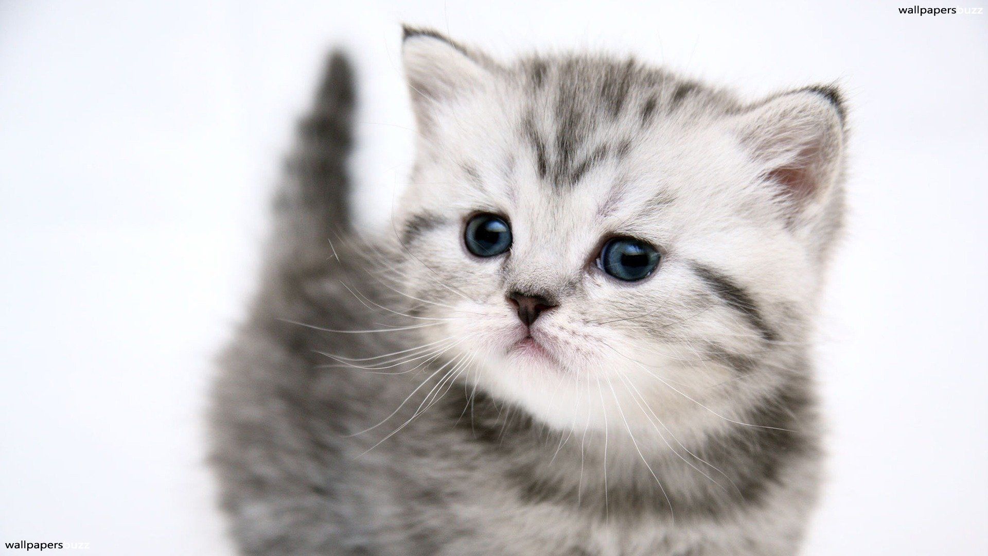 Baby Cute Cat Wallpaper