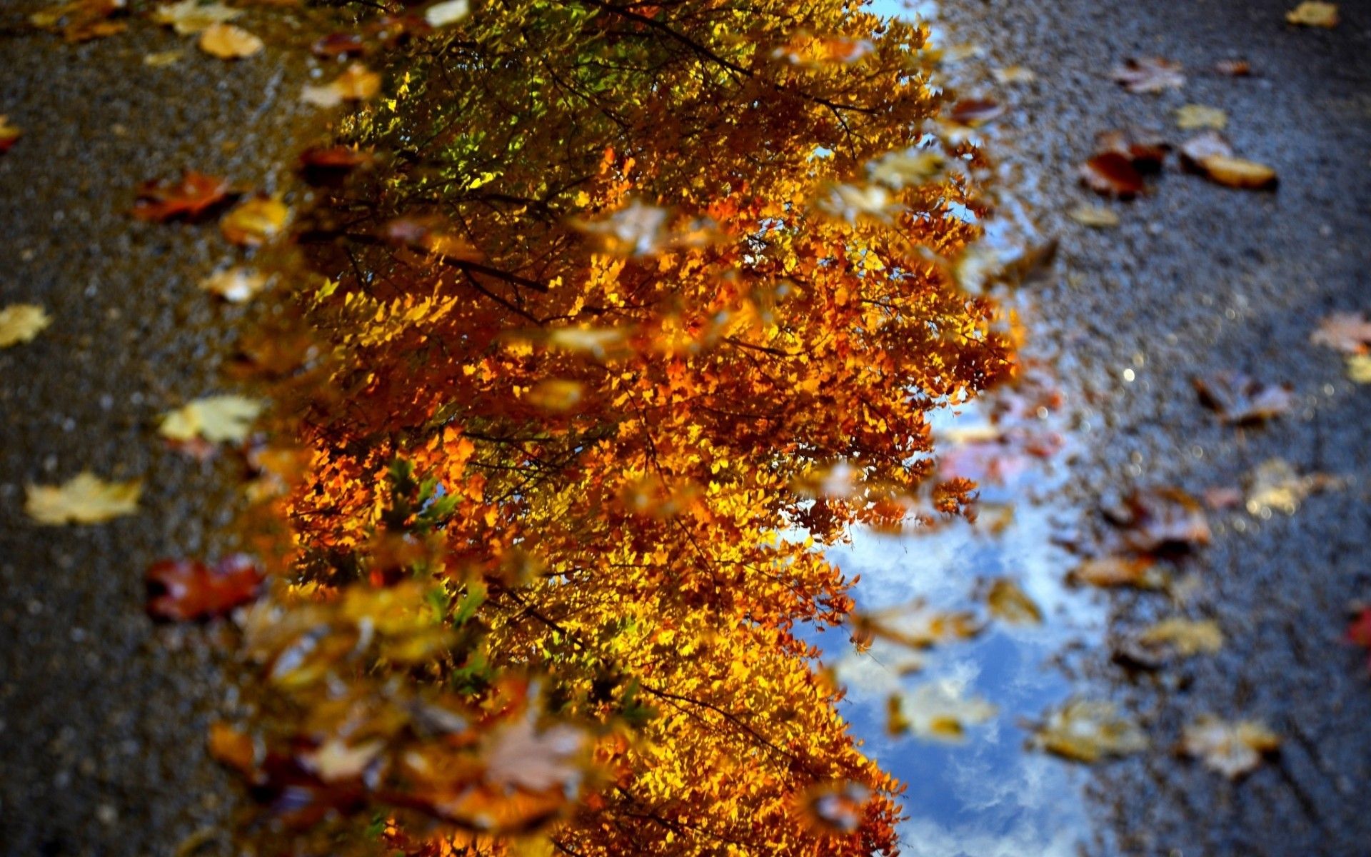 Autumn Sign Landscape