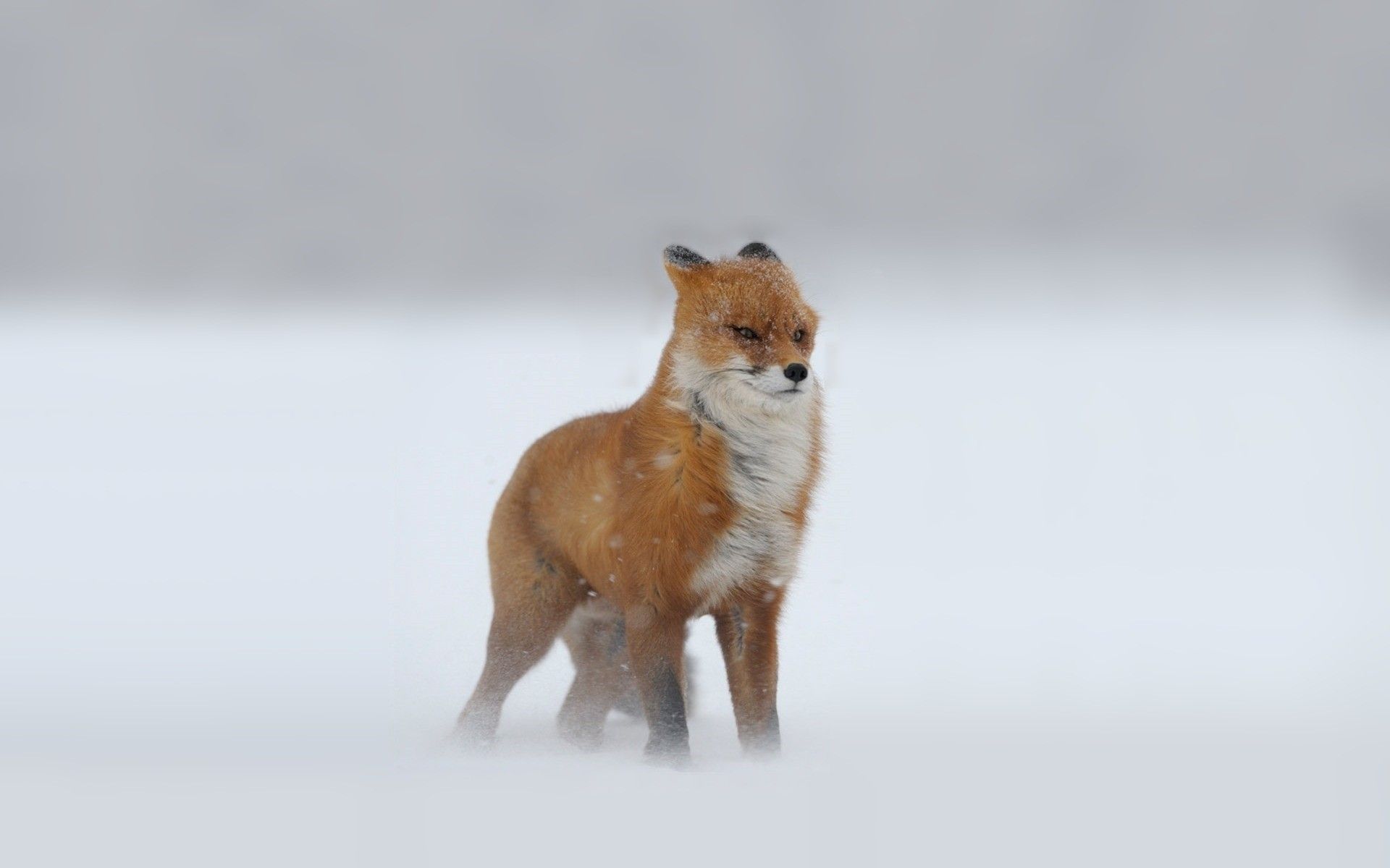 Foxes Snow Winter fox storm wallpaperx1200