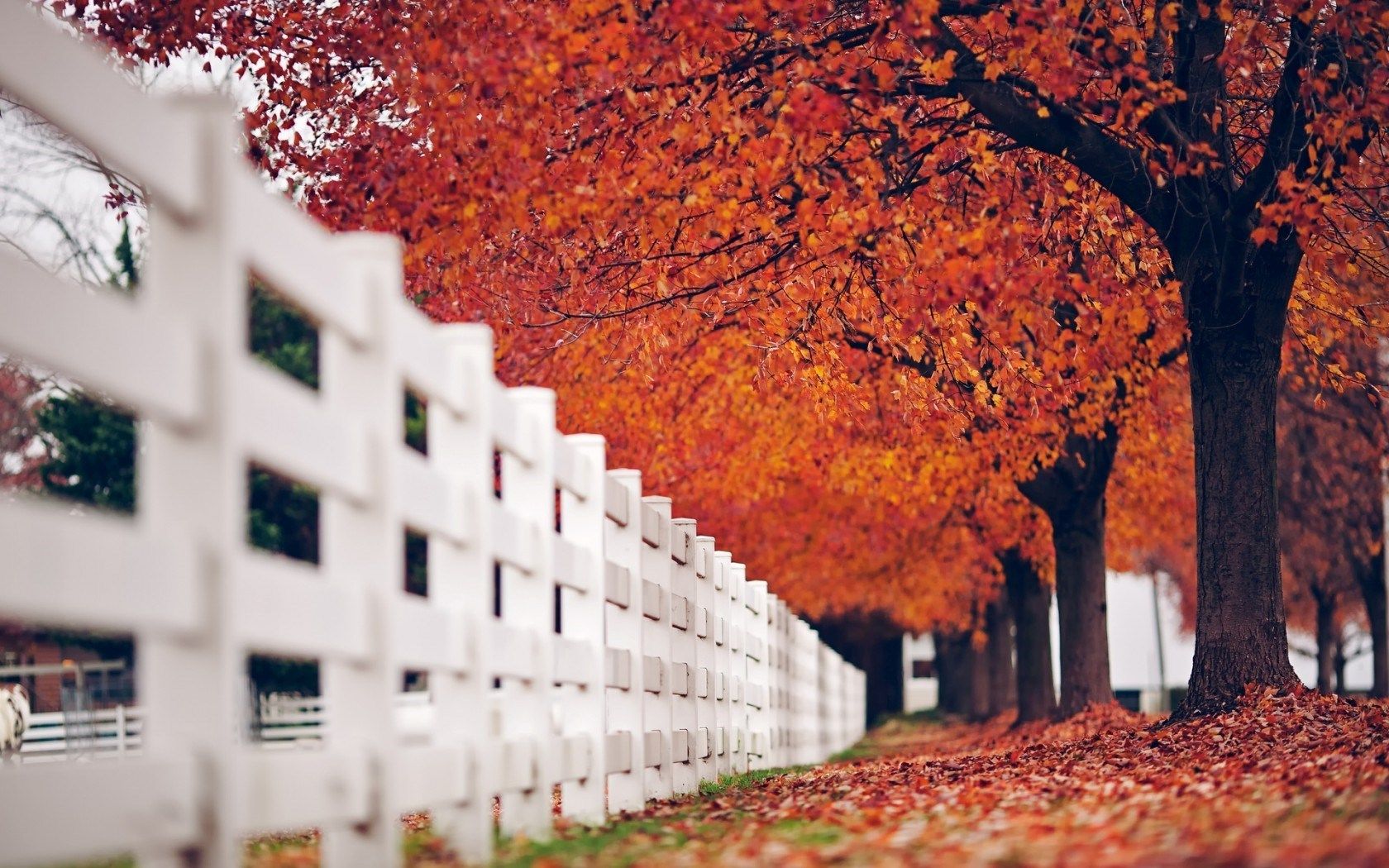 autumn tree leaves picture Desktop Wallpaperk HD