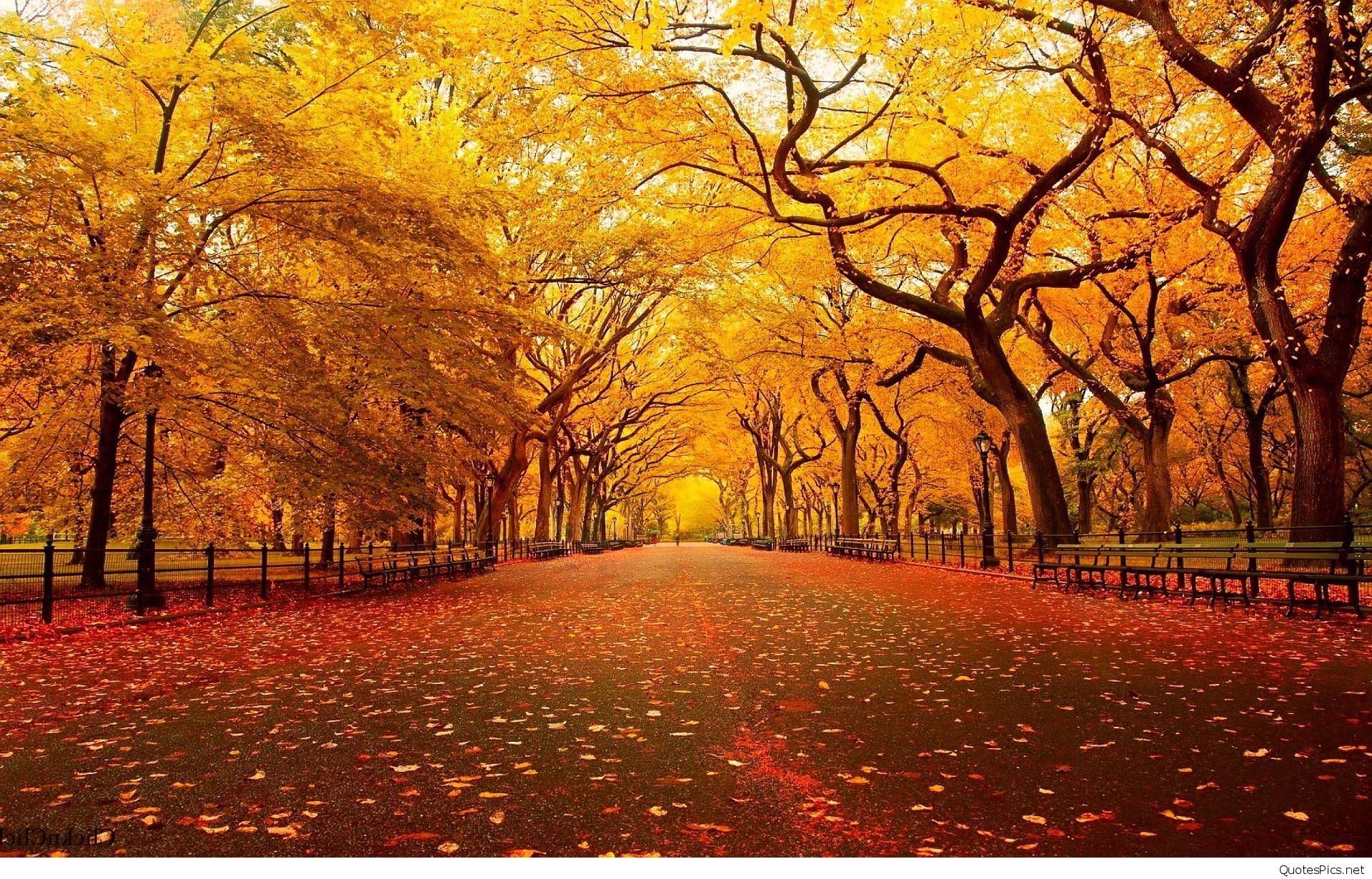 Hello Autumn, September Fall Image, Wallpaper HD HD Wallpaper