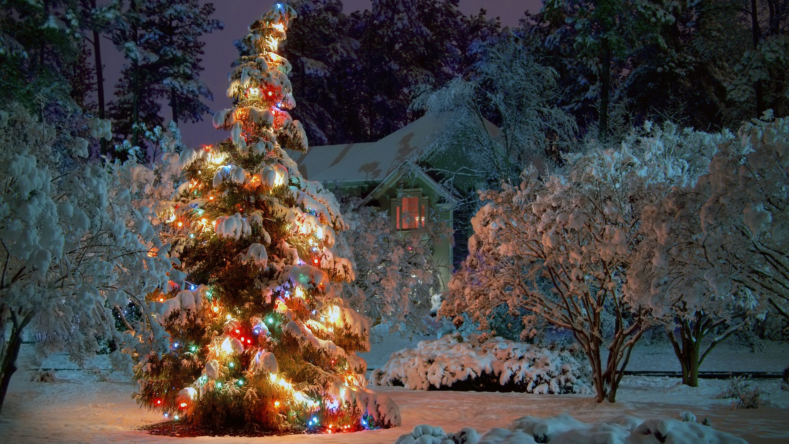 Free download 2560x1440 Outdoor Christmas tree desktop PC and Mac wallpaper [2560x1440] for your Desktop, Mobile & Tablet. Explore Free Christmas Tree Wallpaper. Christmas Wallpaper Background, Free 3D Christmas