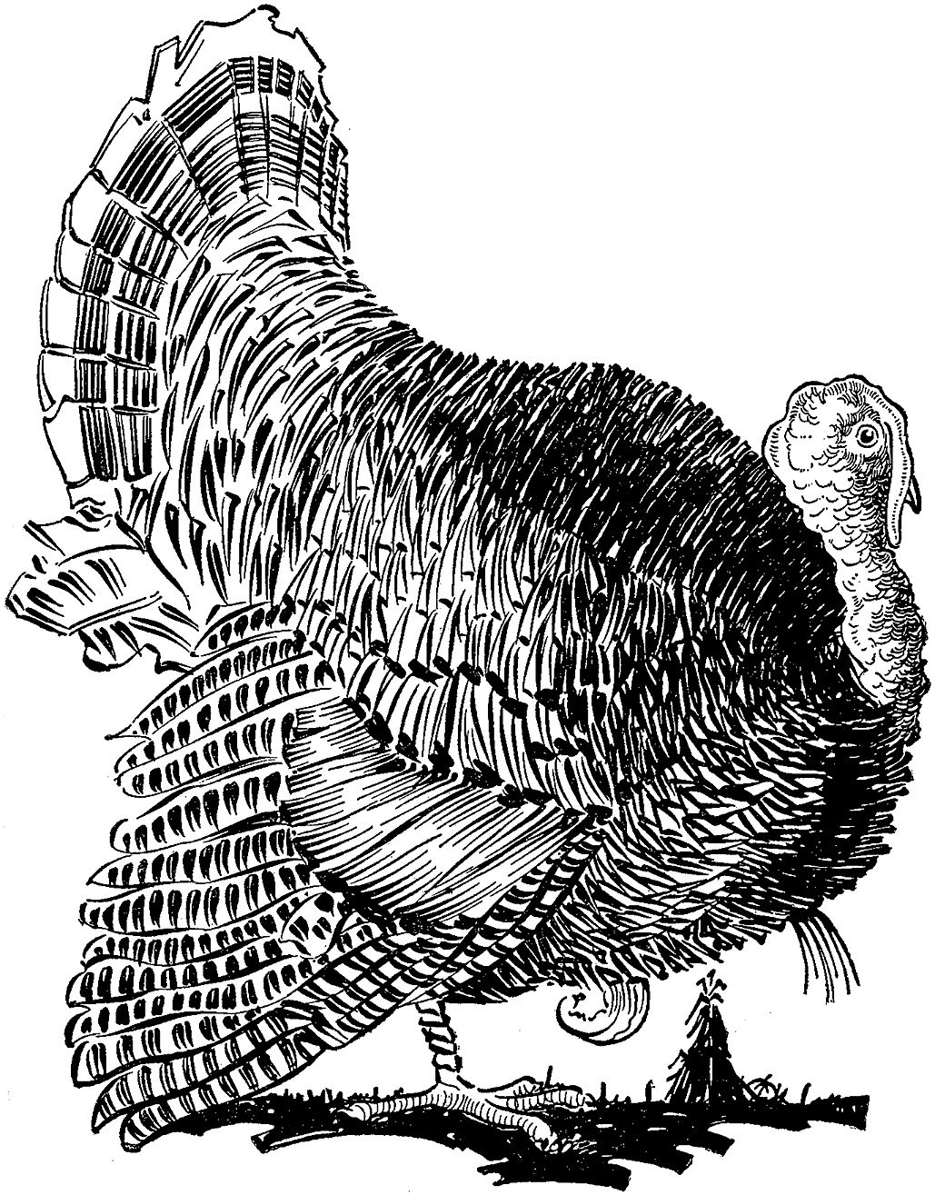Thanksgiving Turkey Image! Graphics Fairy