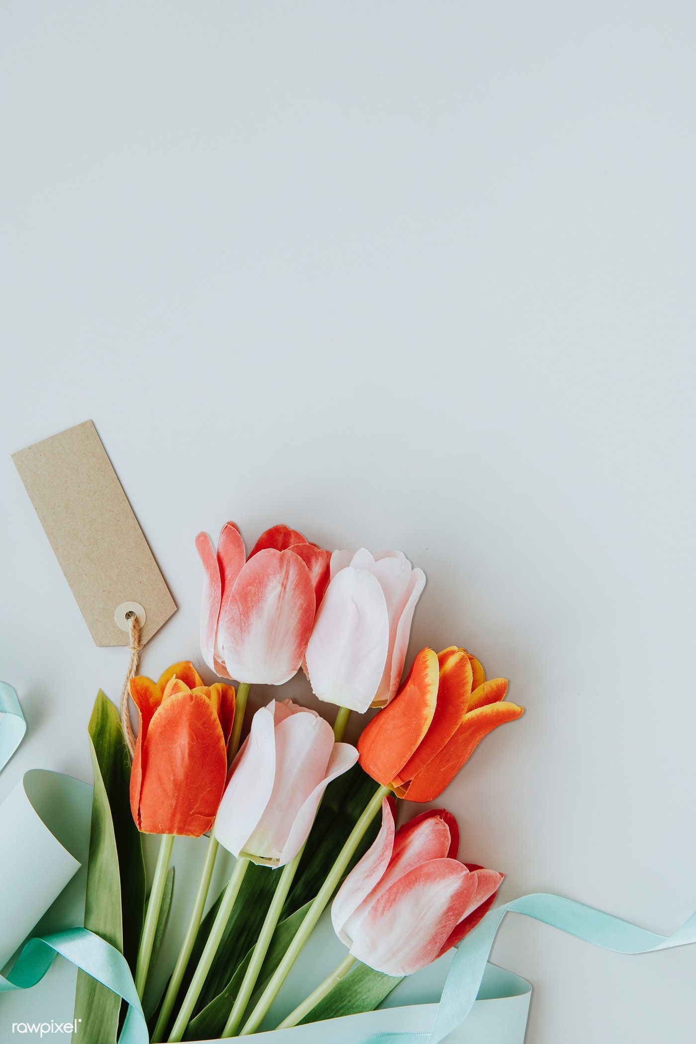Download premium psd of Pink and orange tulips on blank gray background. Orange tulips, Tulips art, Pink and orange