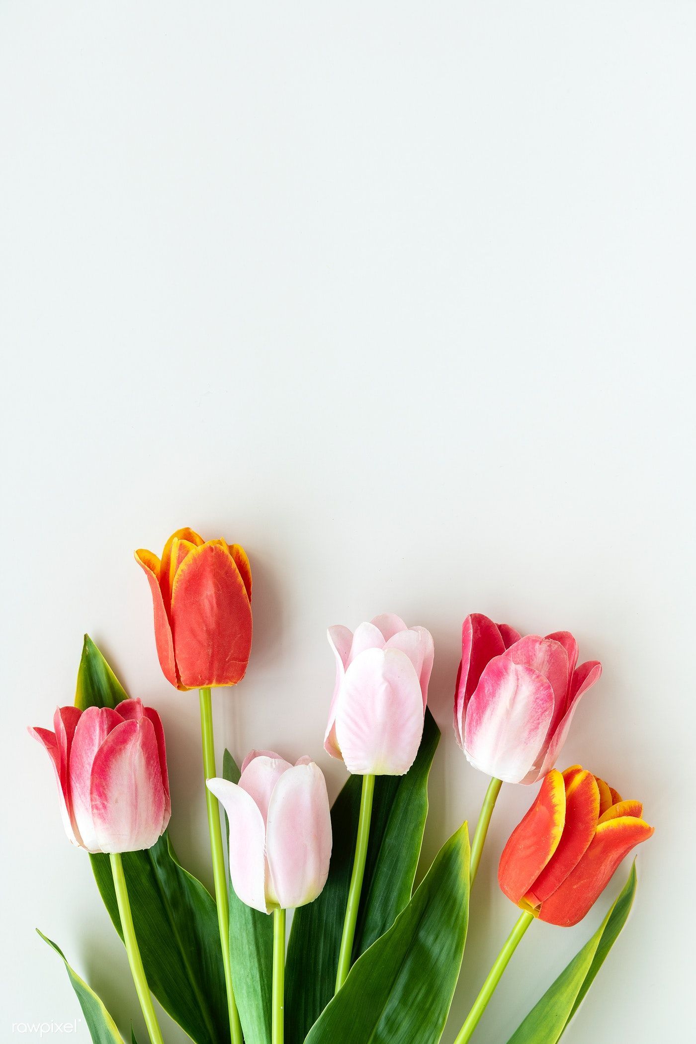 Download premium image of Pink and orange tulips on blank white background. Blank white background, Flower wallpaper, Spring wallpaper