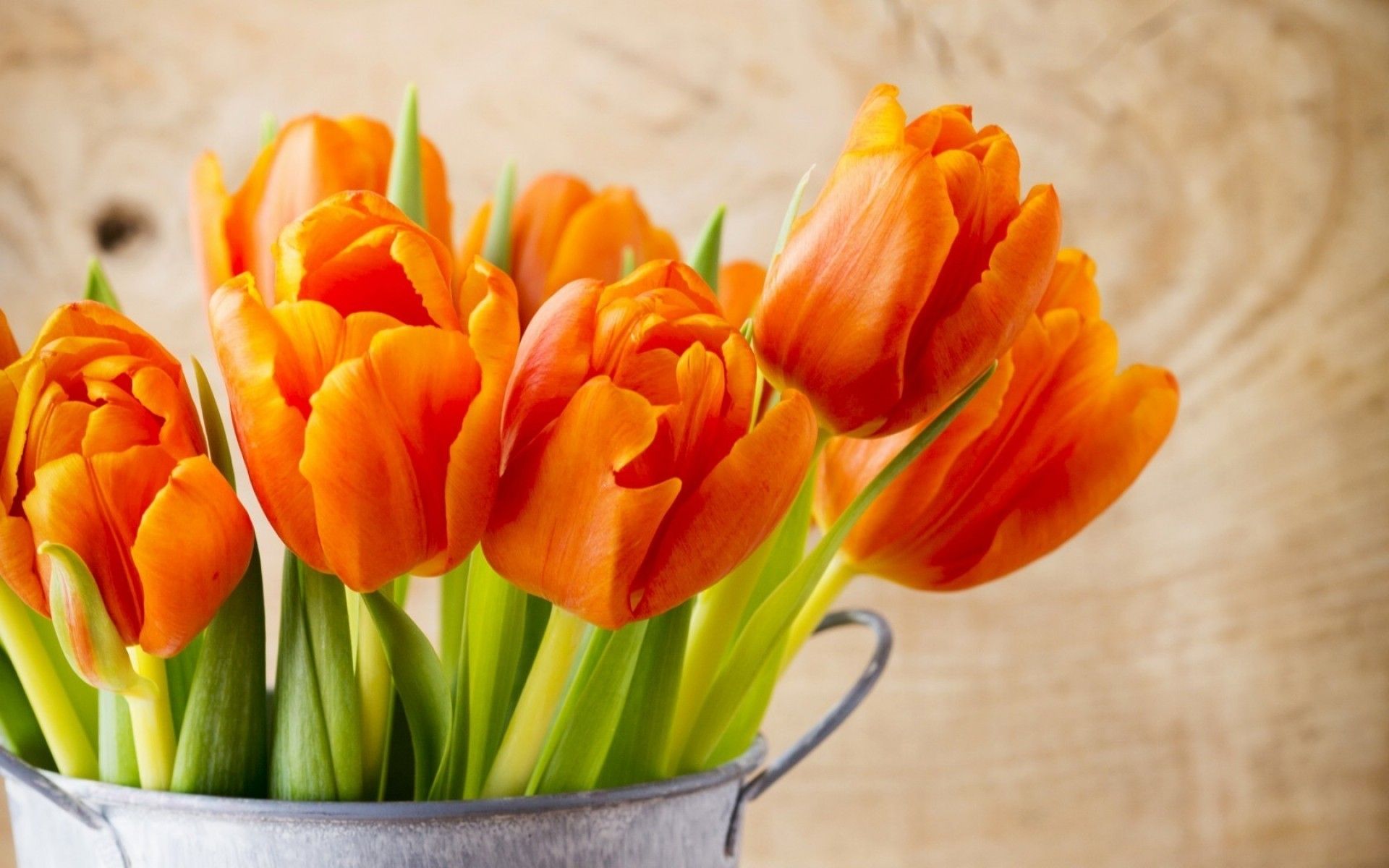 Beautiful Orange Tulips
