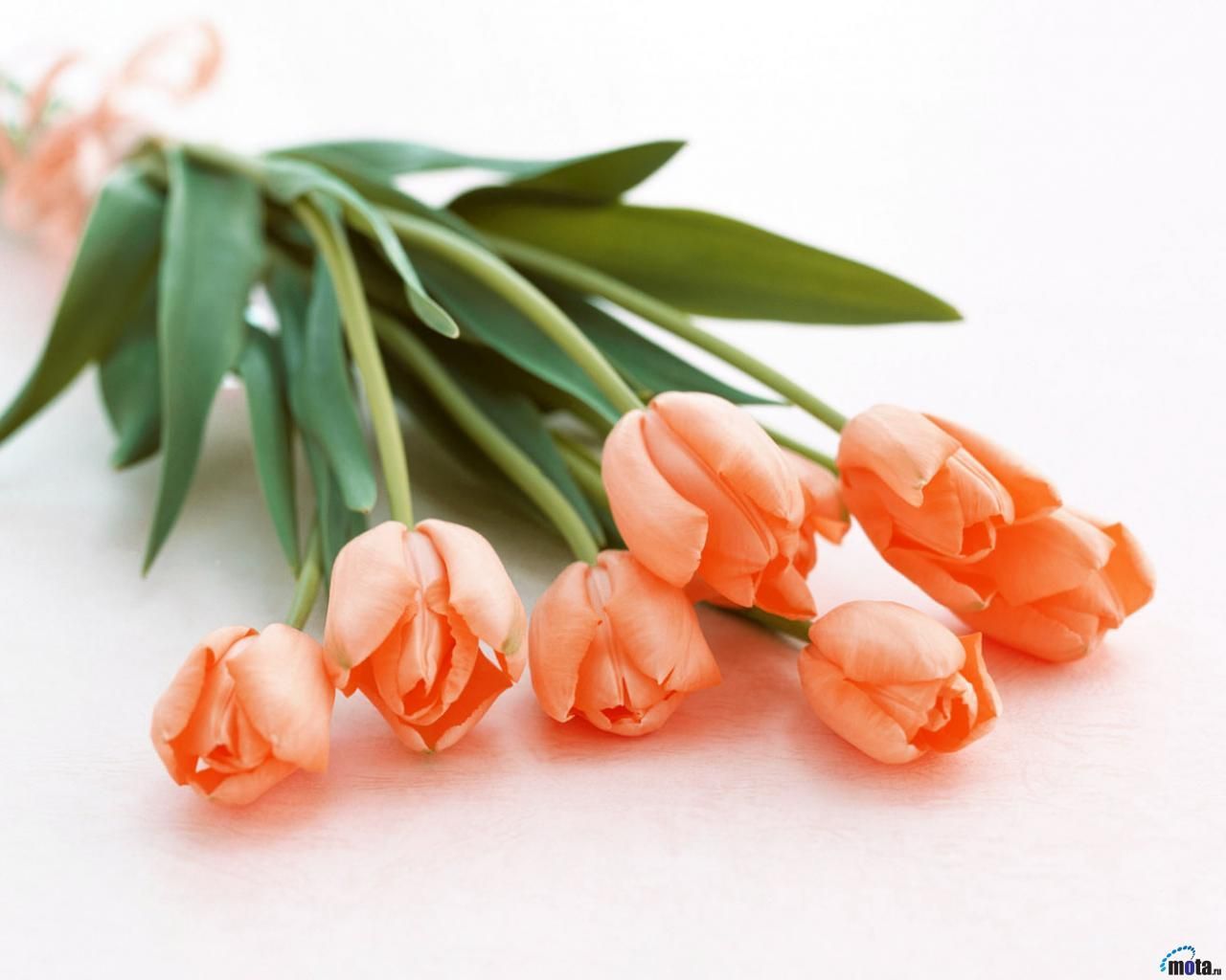 Oooohh, peach ones! :D. Orange tulips, Tulips flowers, Tulip bouquet