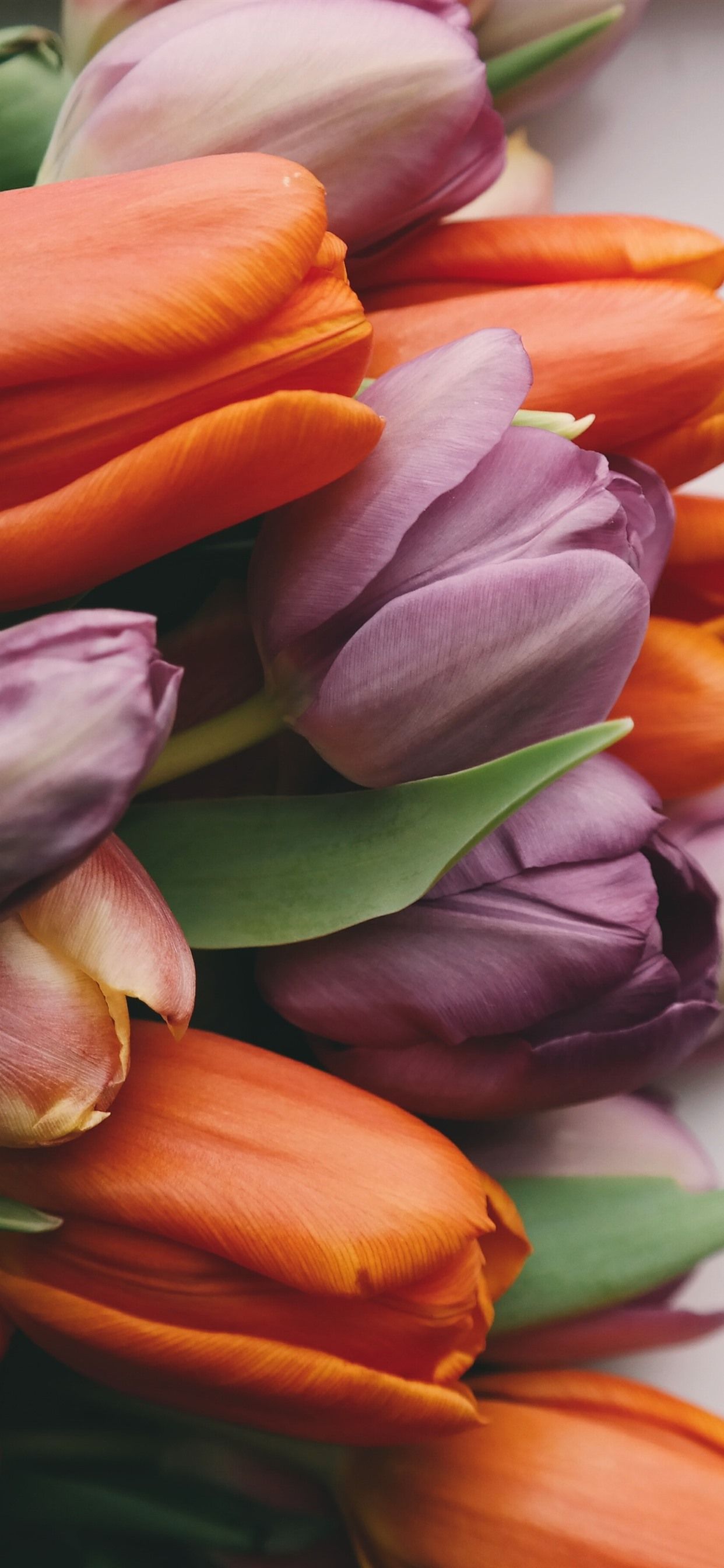 Purple And Orange Tulips, Bouquet 1242x2688 IPhone 11 Pro XS Max Wallpaper, Background, Picture, Image