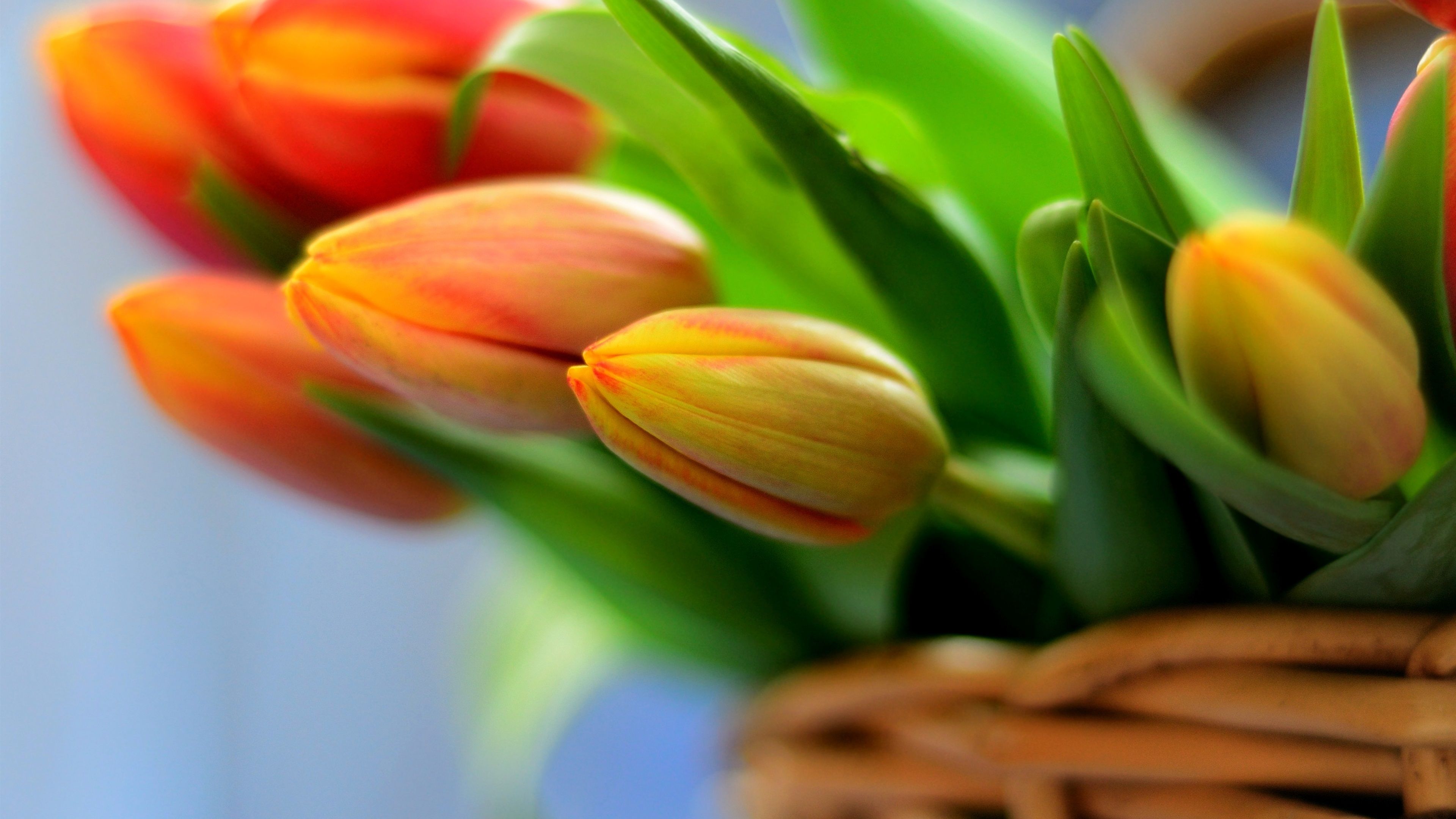 Free photo: Orange Tulips, Fake, Green