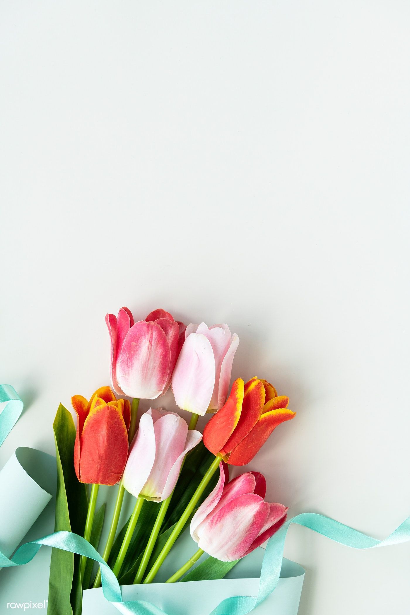 Download premium image of Pink and orange tulips on blank white background. Blank white background, Orange tulips, Flower background