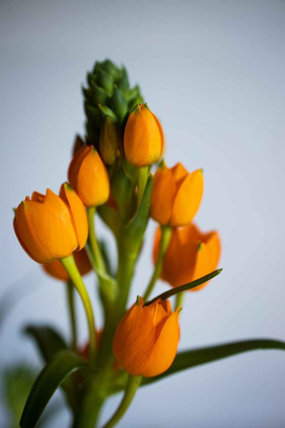 yellow tulips in white background photo