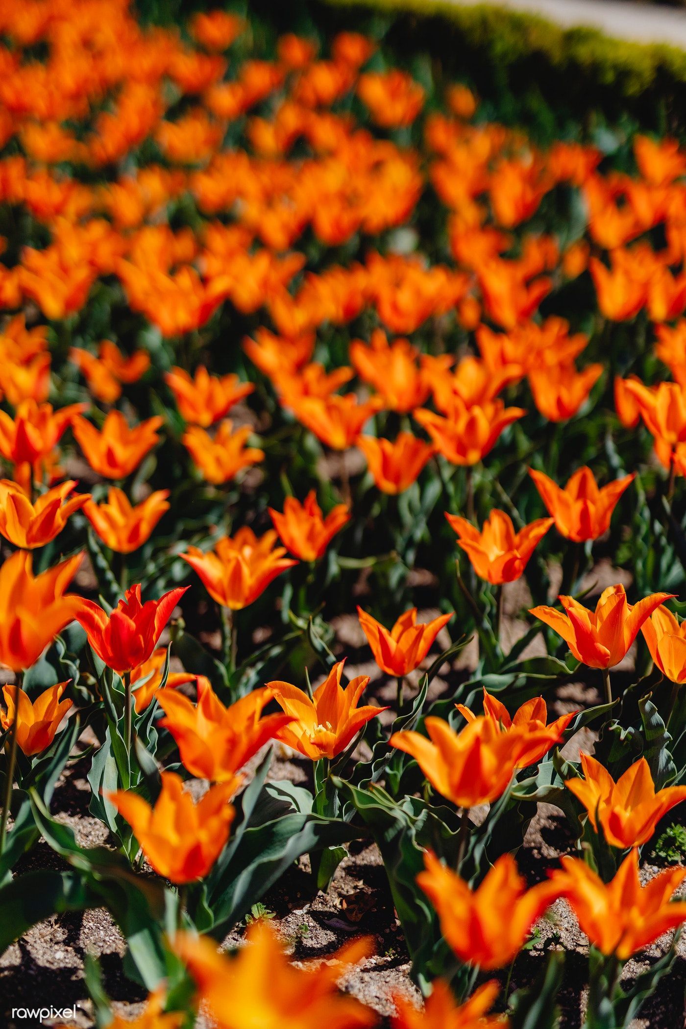 Vibrant blooming orange tulip field. free image / Karolina / Kaboompics. Orange tulips, Tulip fields, Tulips