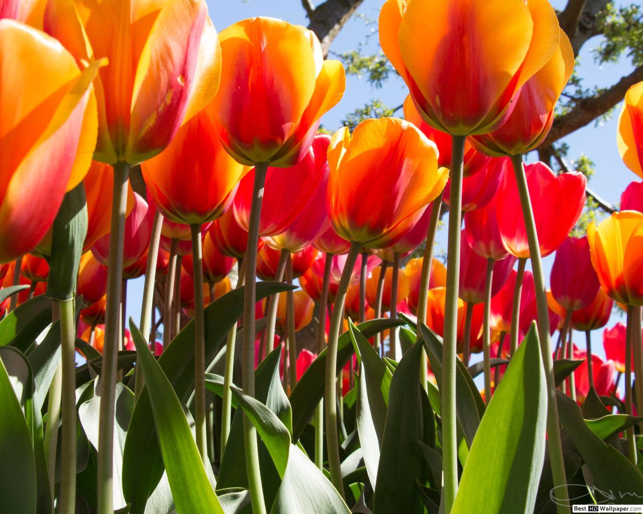 Orange tulip HD wallpaper download