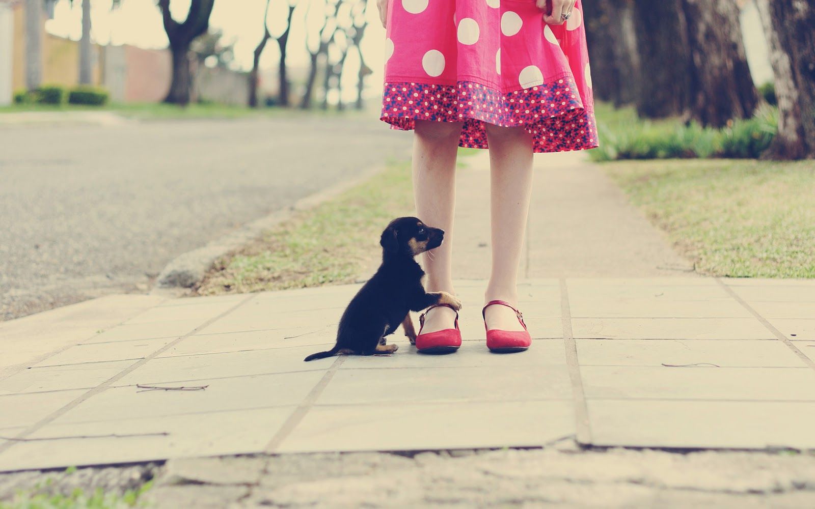 Girl in dress with her little puppy dog. HD Animals Wallpaper