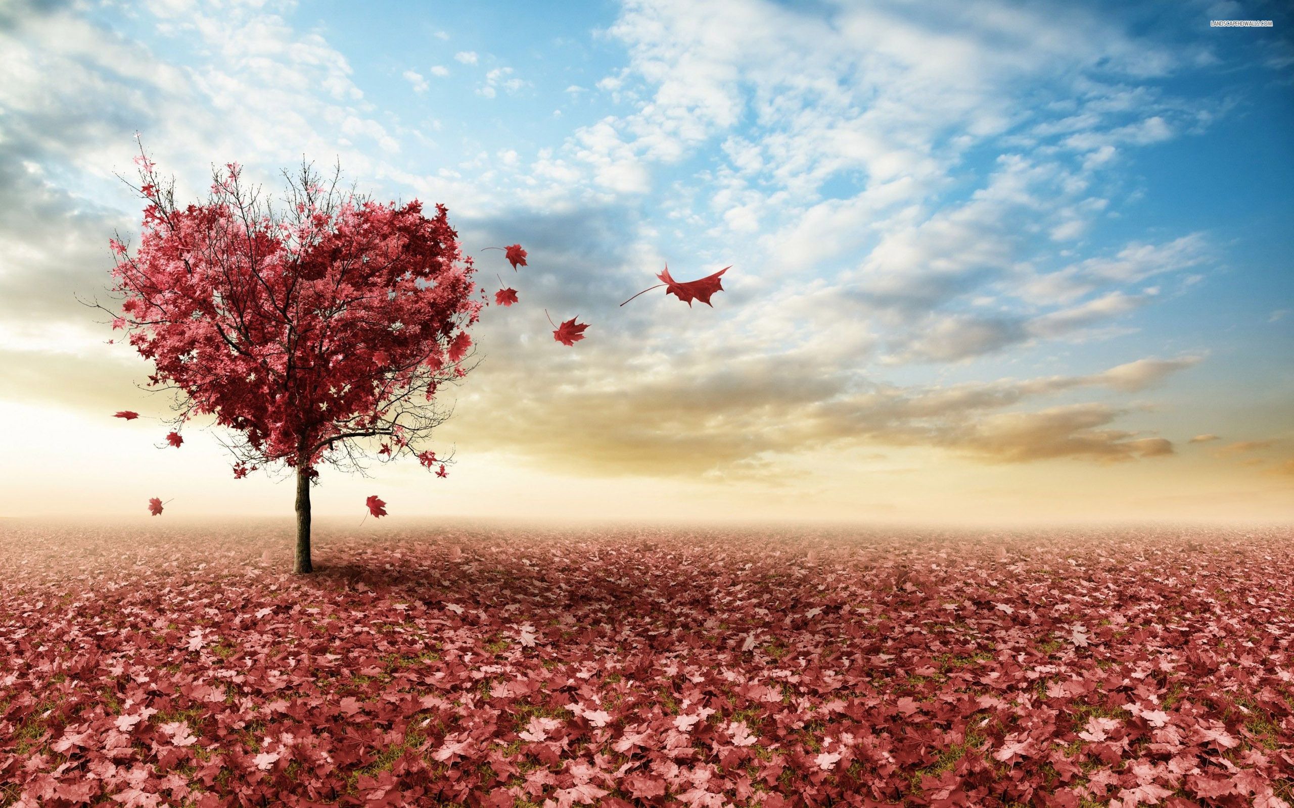 Heart shaped autumn tree wallpaper .com
