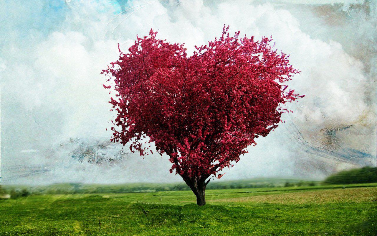 Pink Love Heart Tree With Nature Background HD Wallpaper. Best Love HD Wallpaper